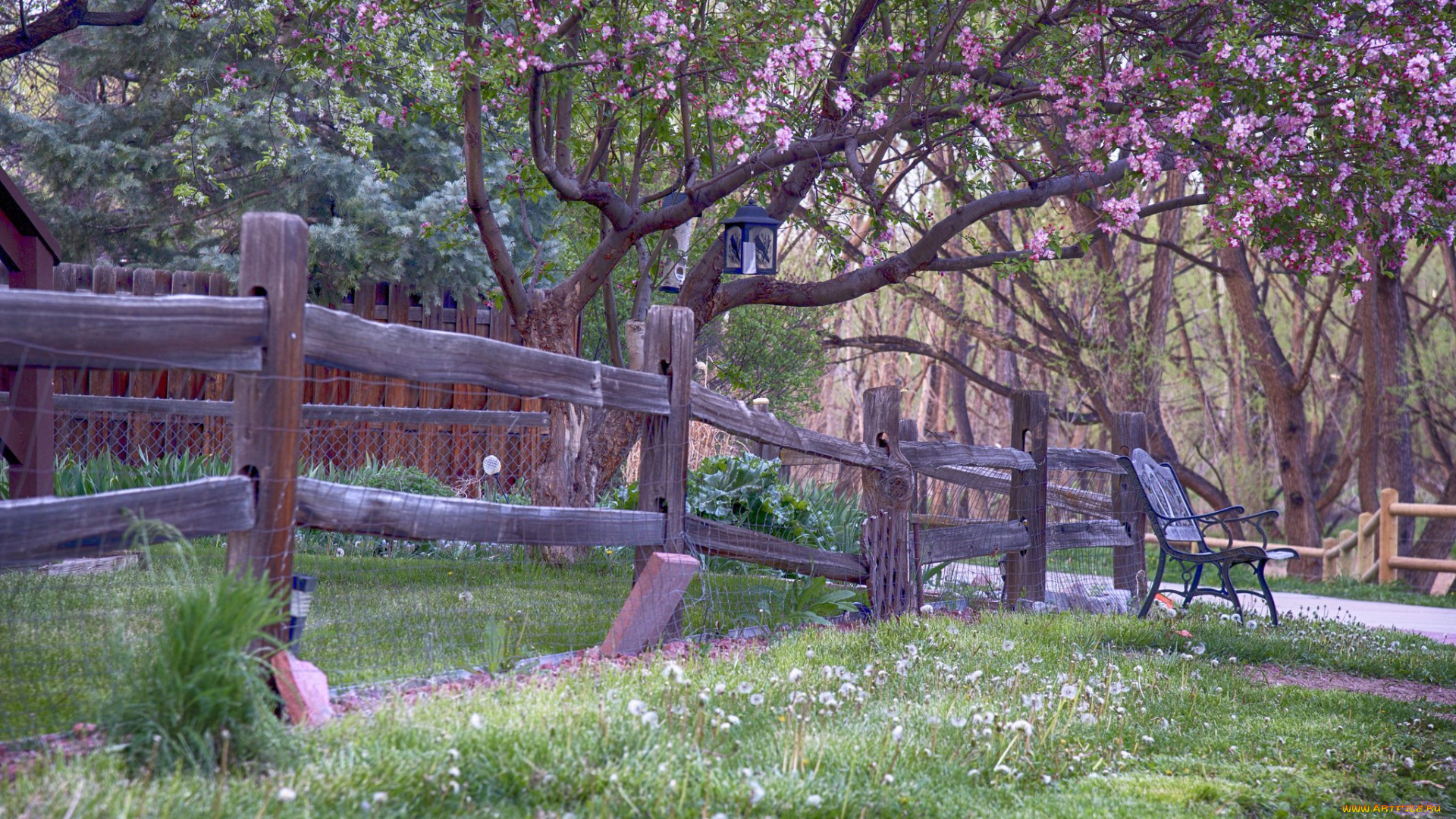 природа, парк, простор