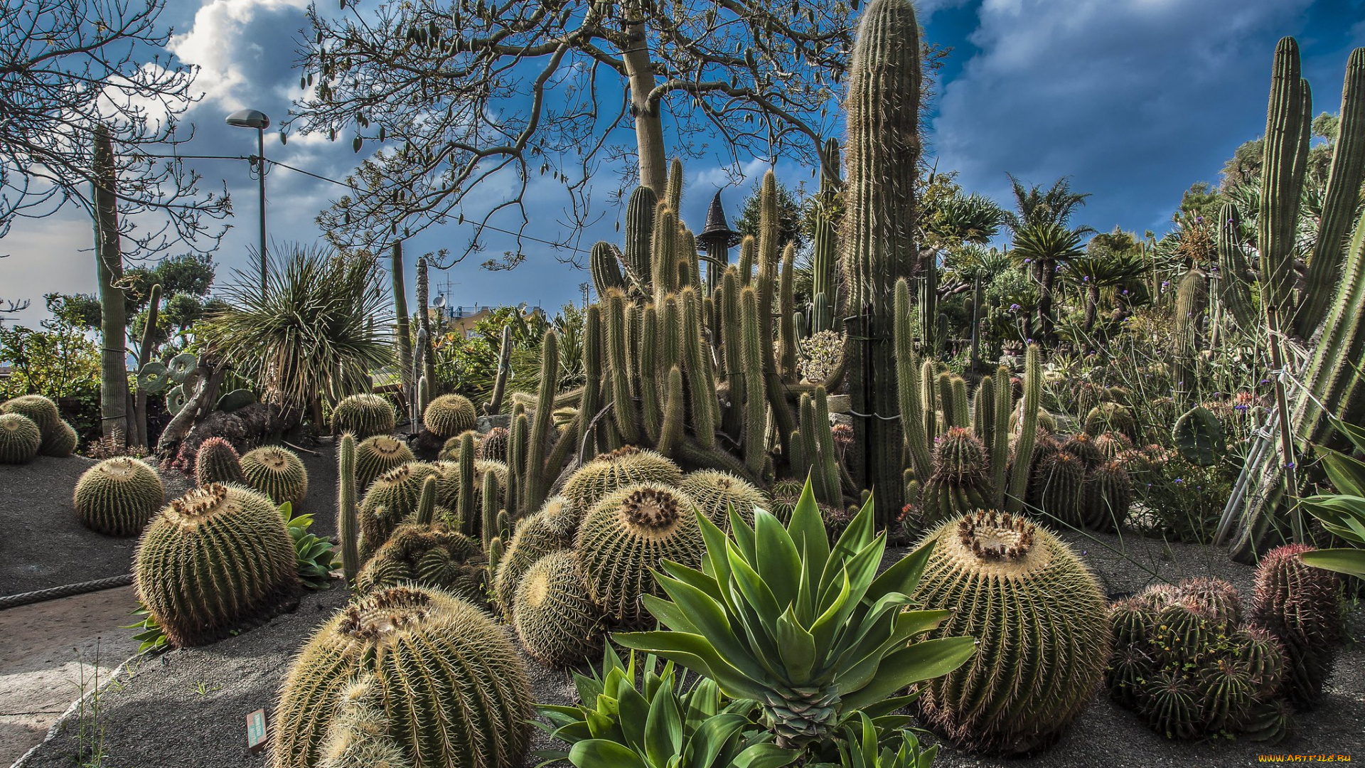 природа, парк, простор