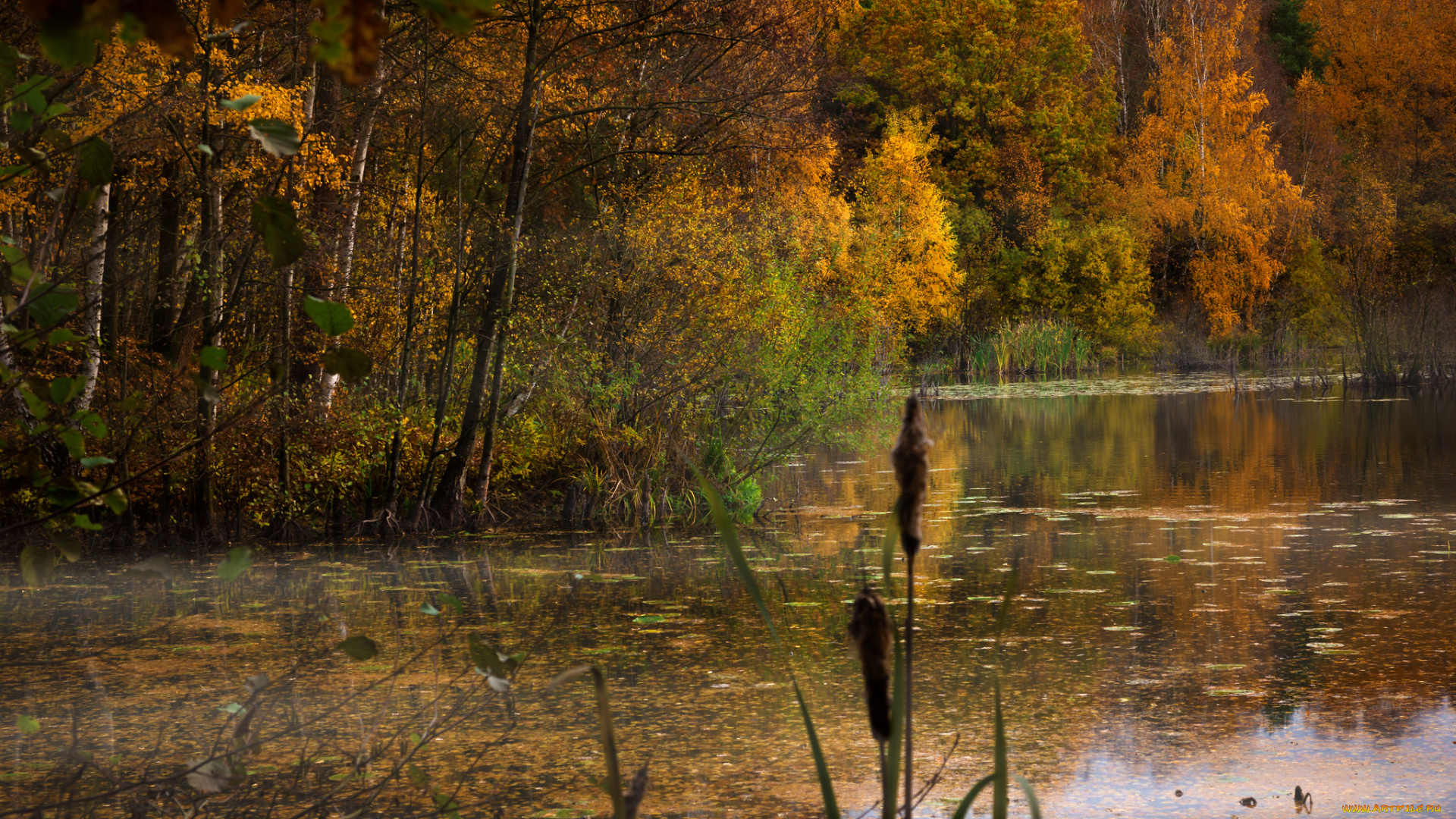 природа, реки, озера, простор