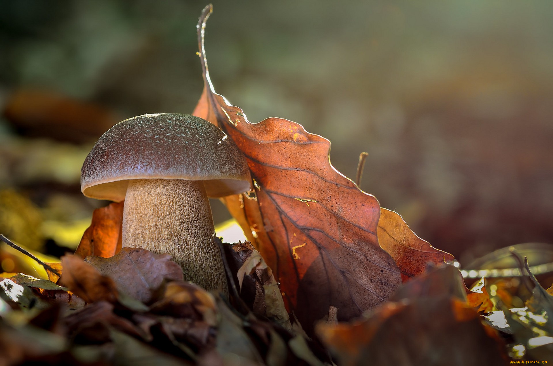 природа, грибы, простор