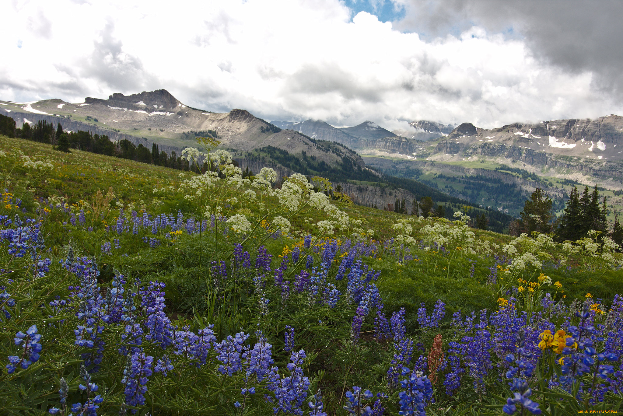 природа, луга, простор