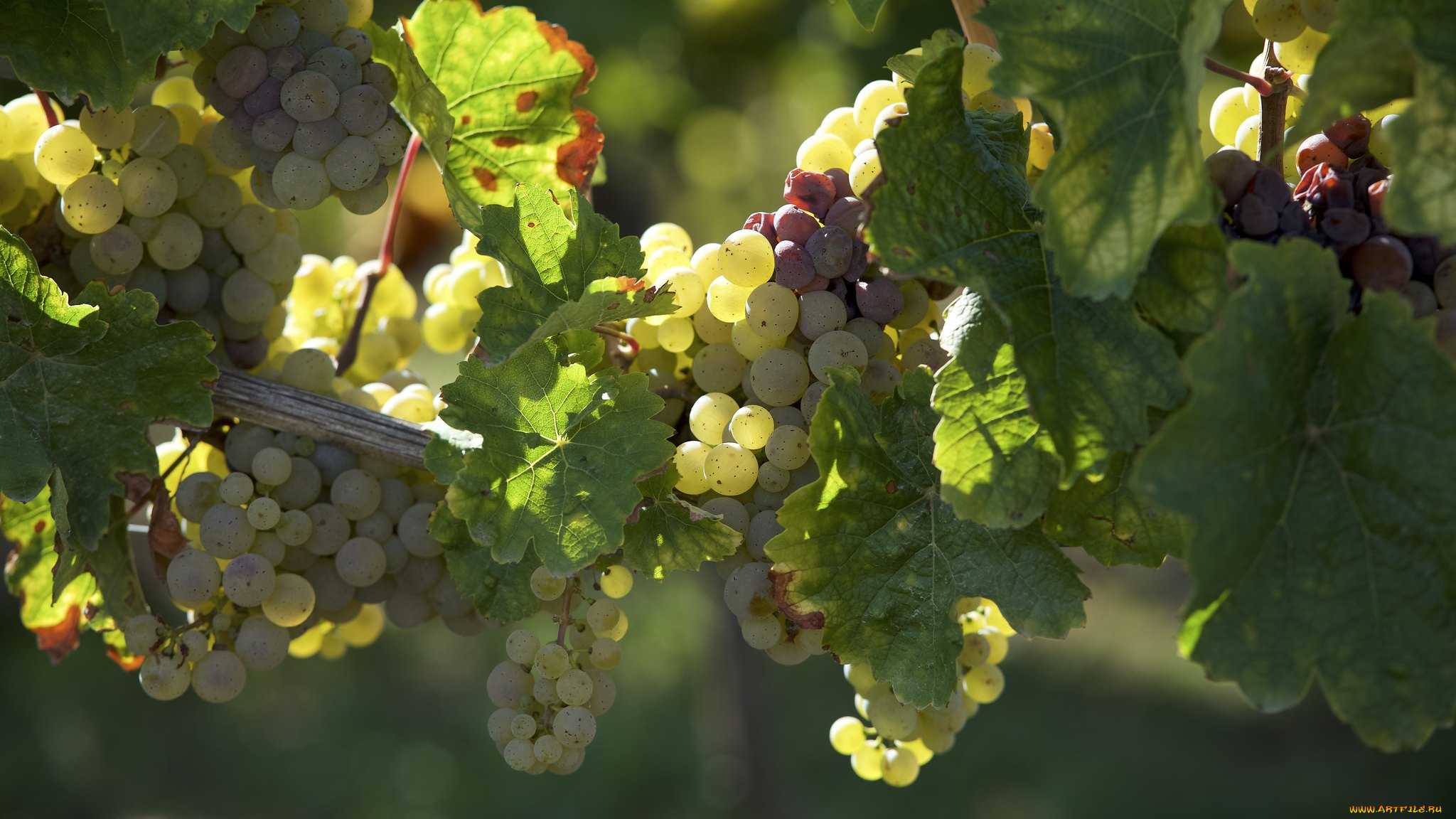 природа, ягоды, , виноград, простор