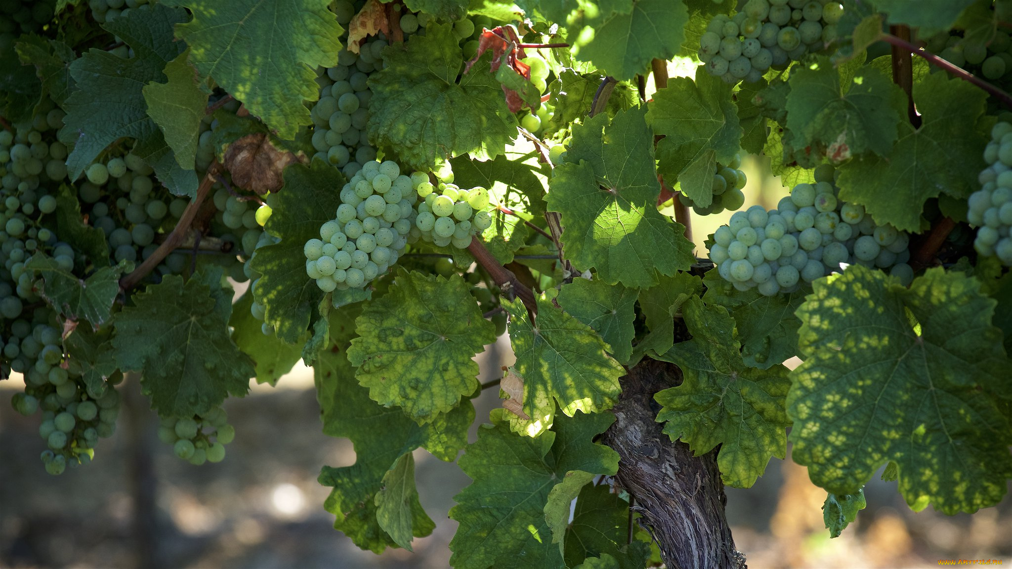 природа, ягоды, , виноград, простор