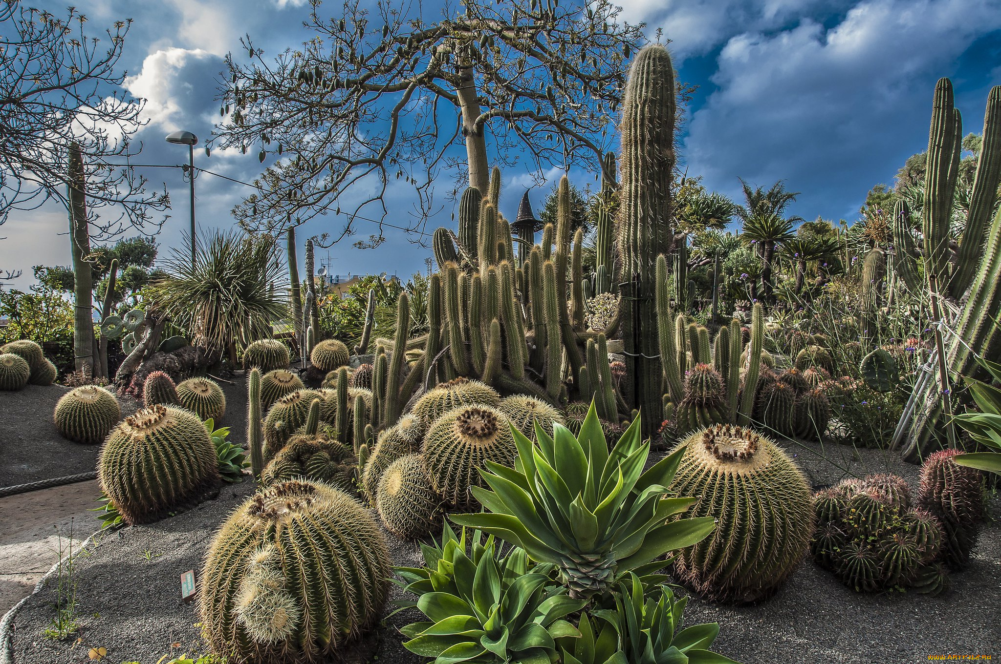 природа, парк, простор