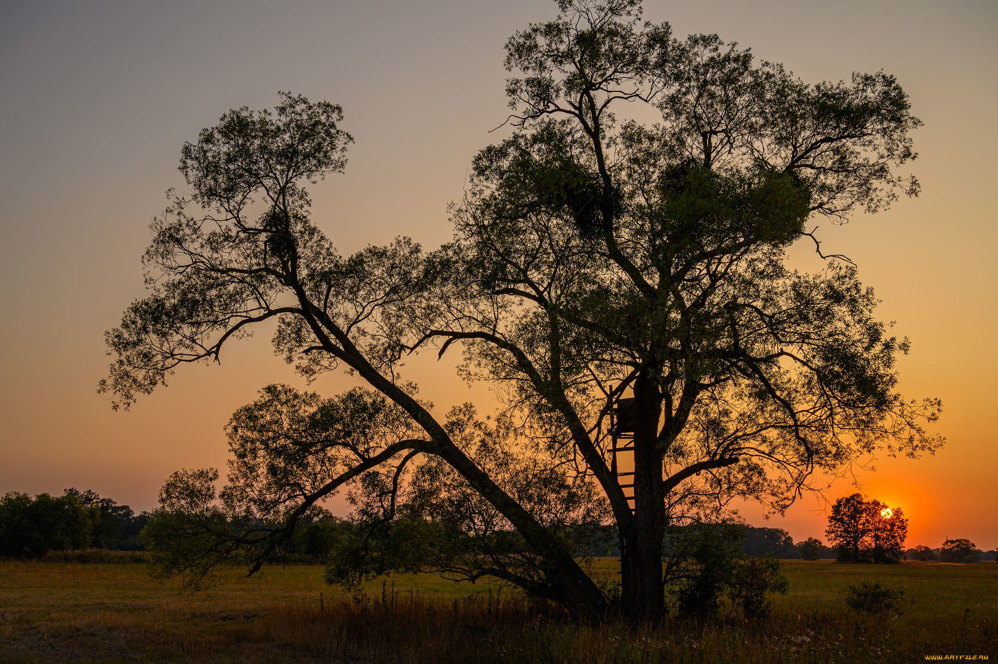 природа, деревья, простор