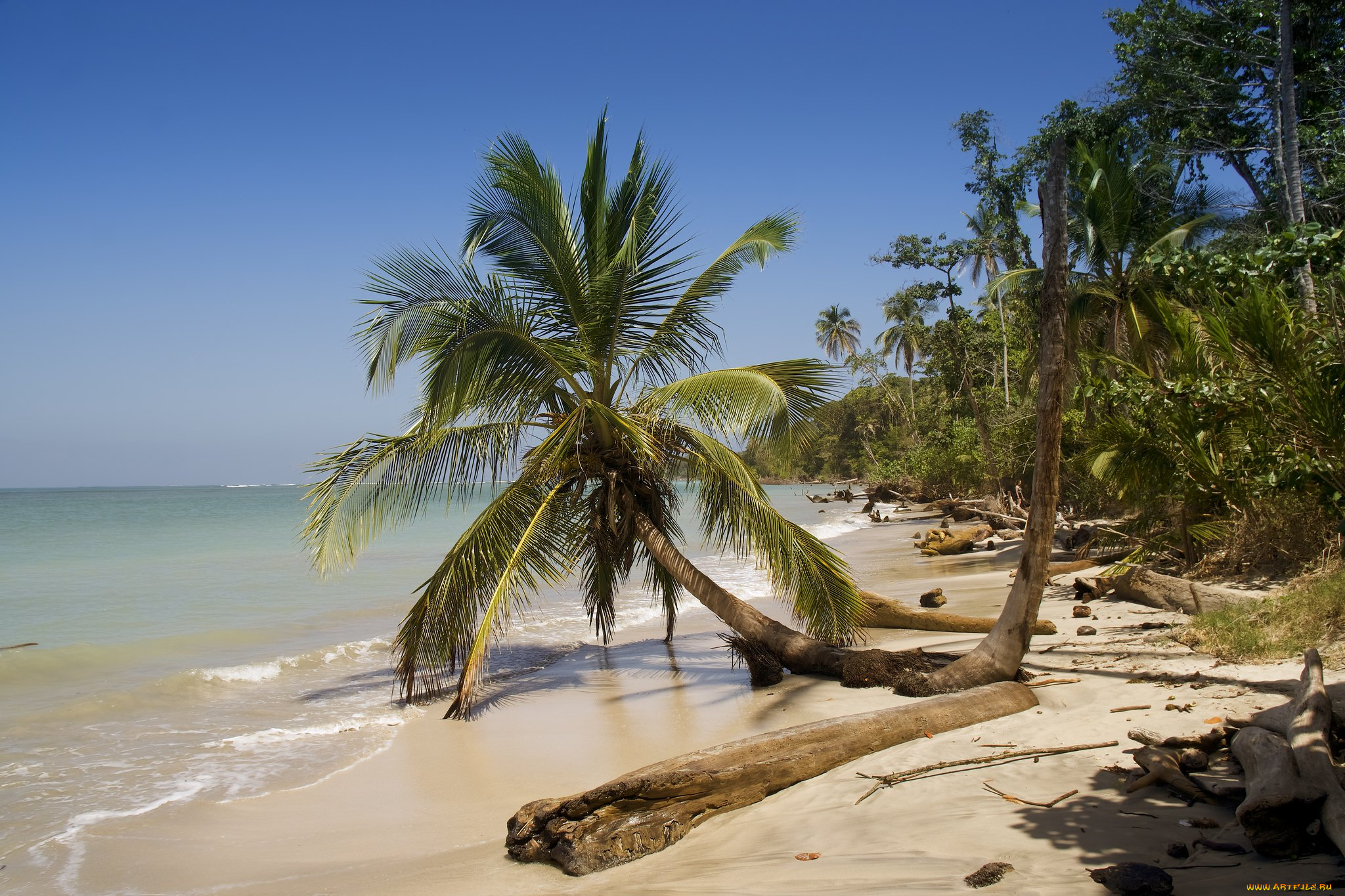 природа, тропики, простор