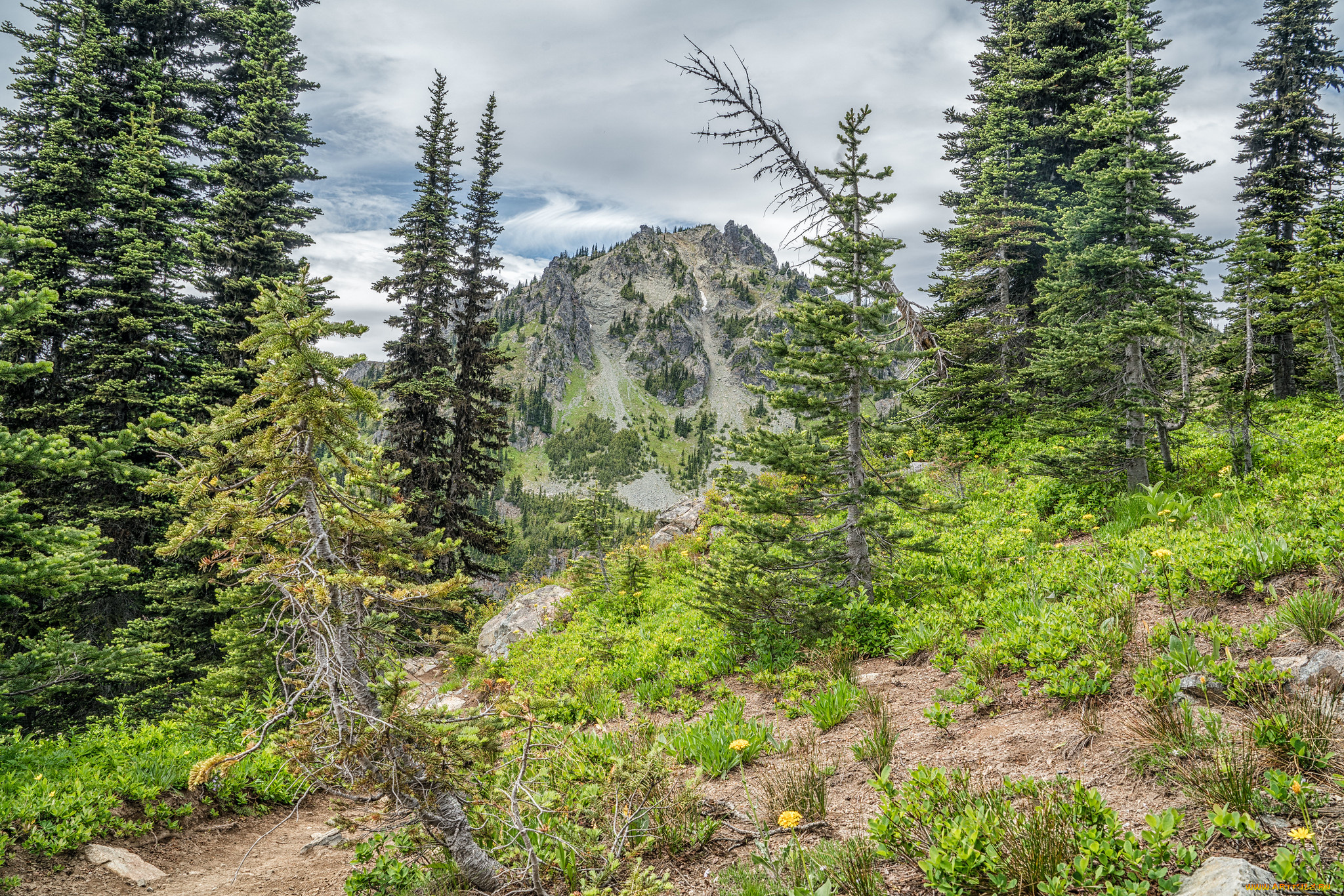 природа, лес, простор