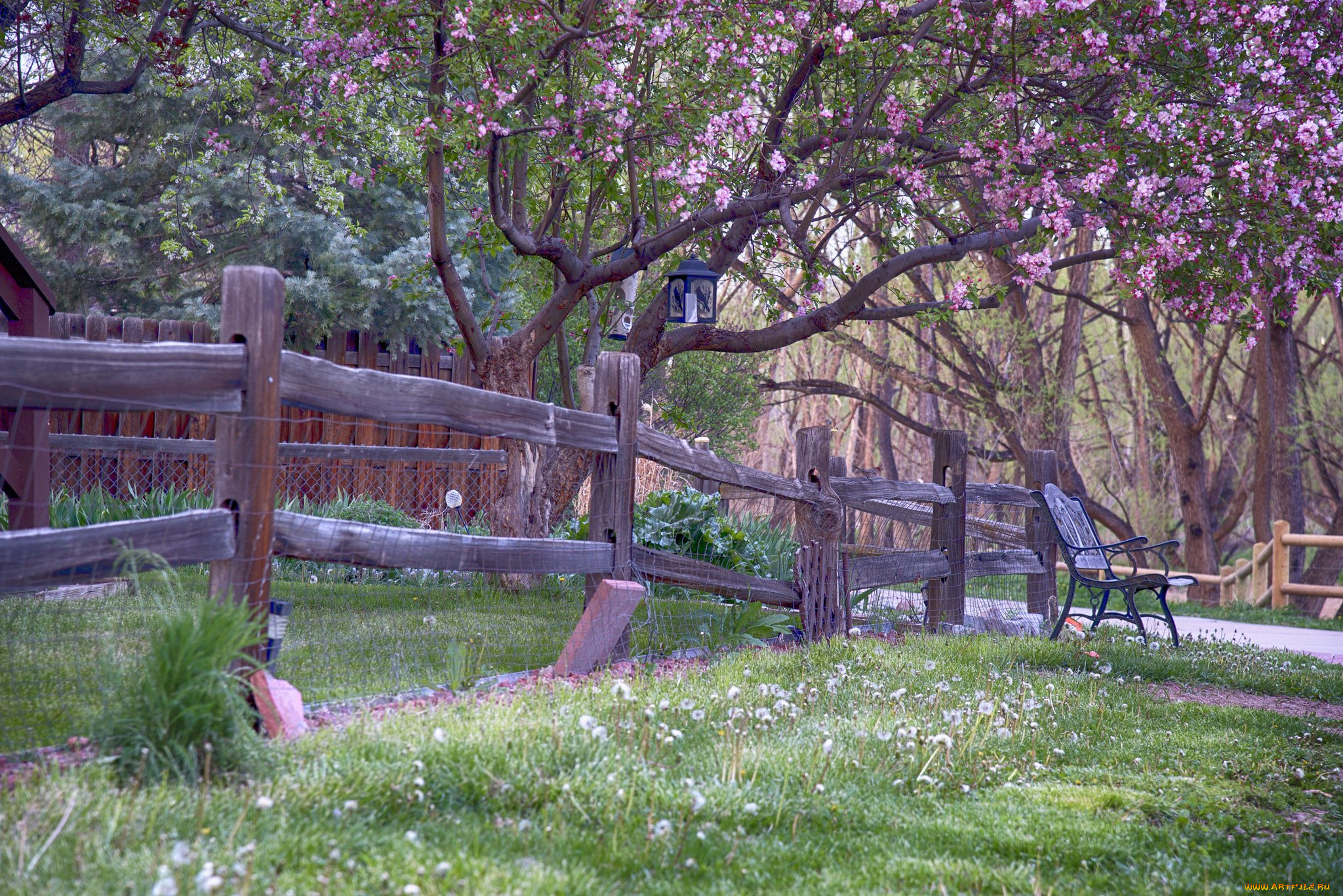 природа, парк, простор