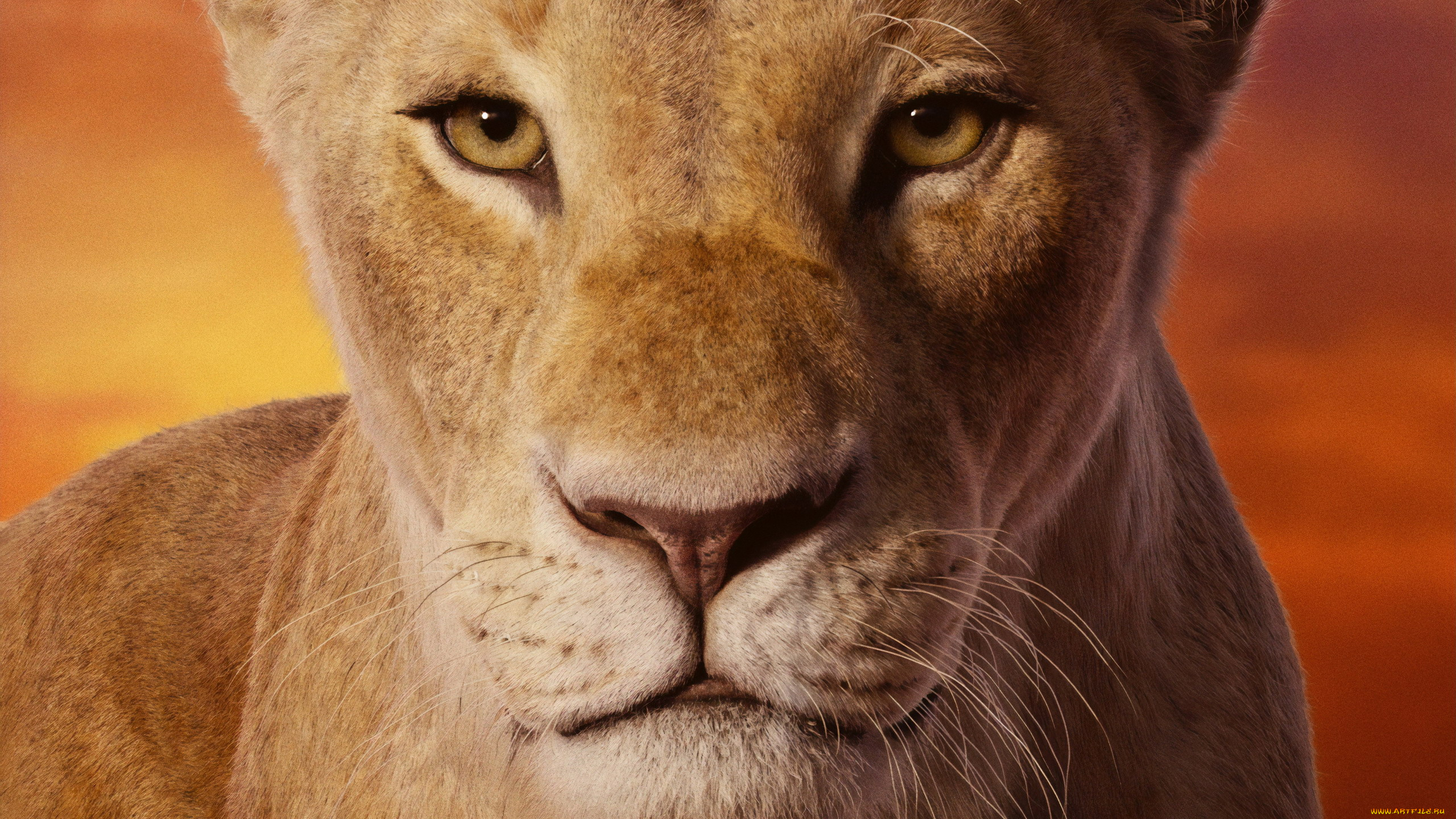 кино, фильмы, the, lion, king, , 2019, зверь