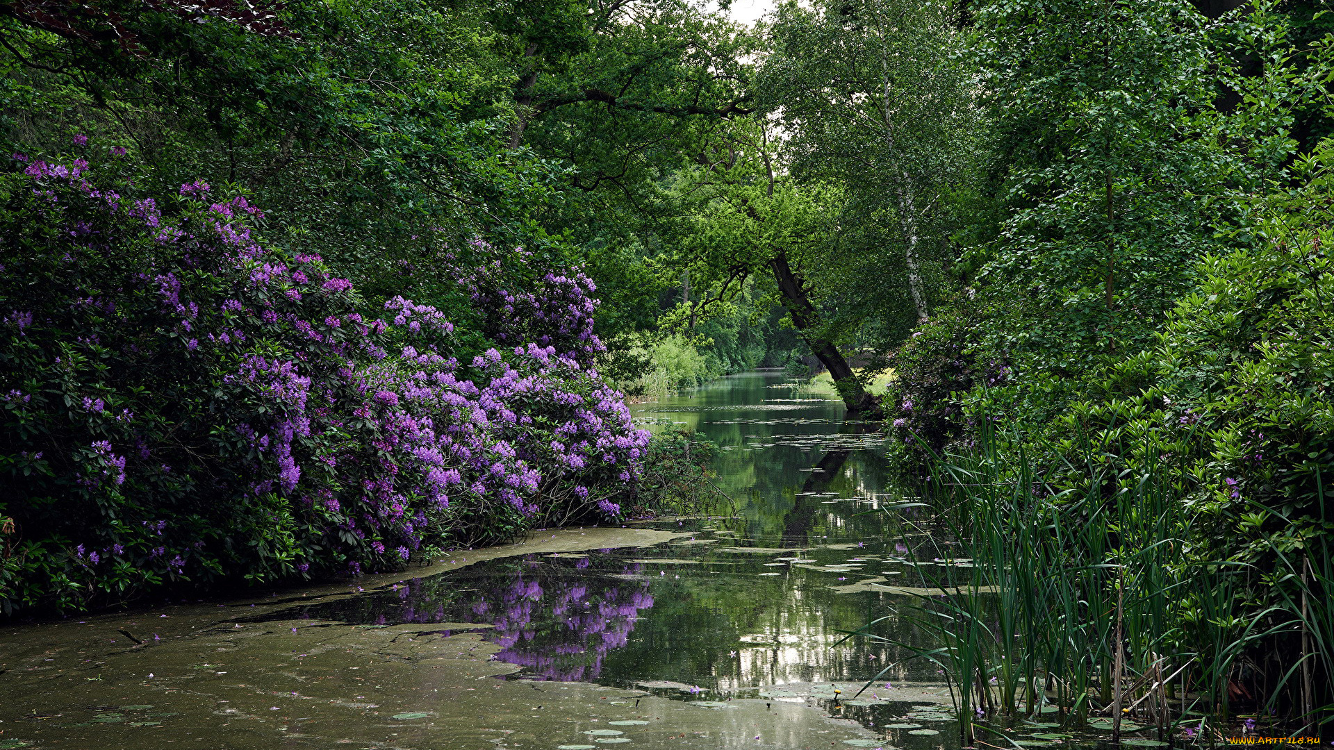 природа, парк, водоем, деревья, азалия