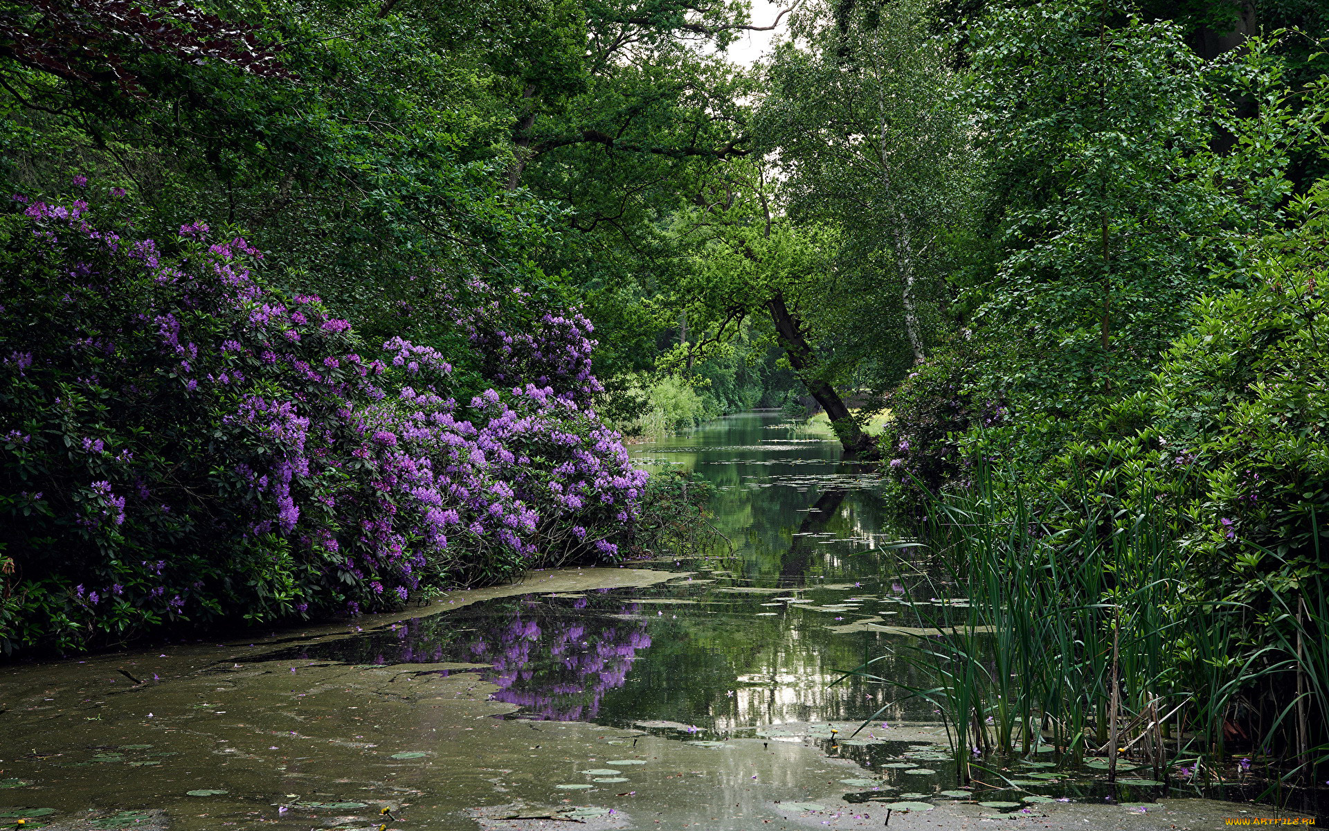 природа, парк, водоем, деревья, азалия
