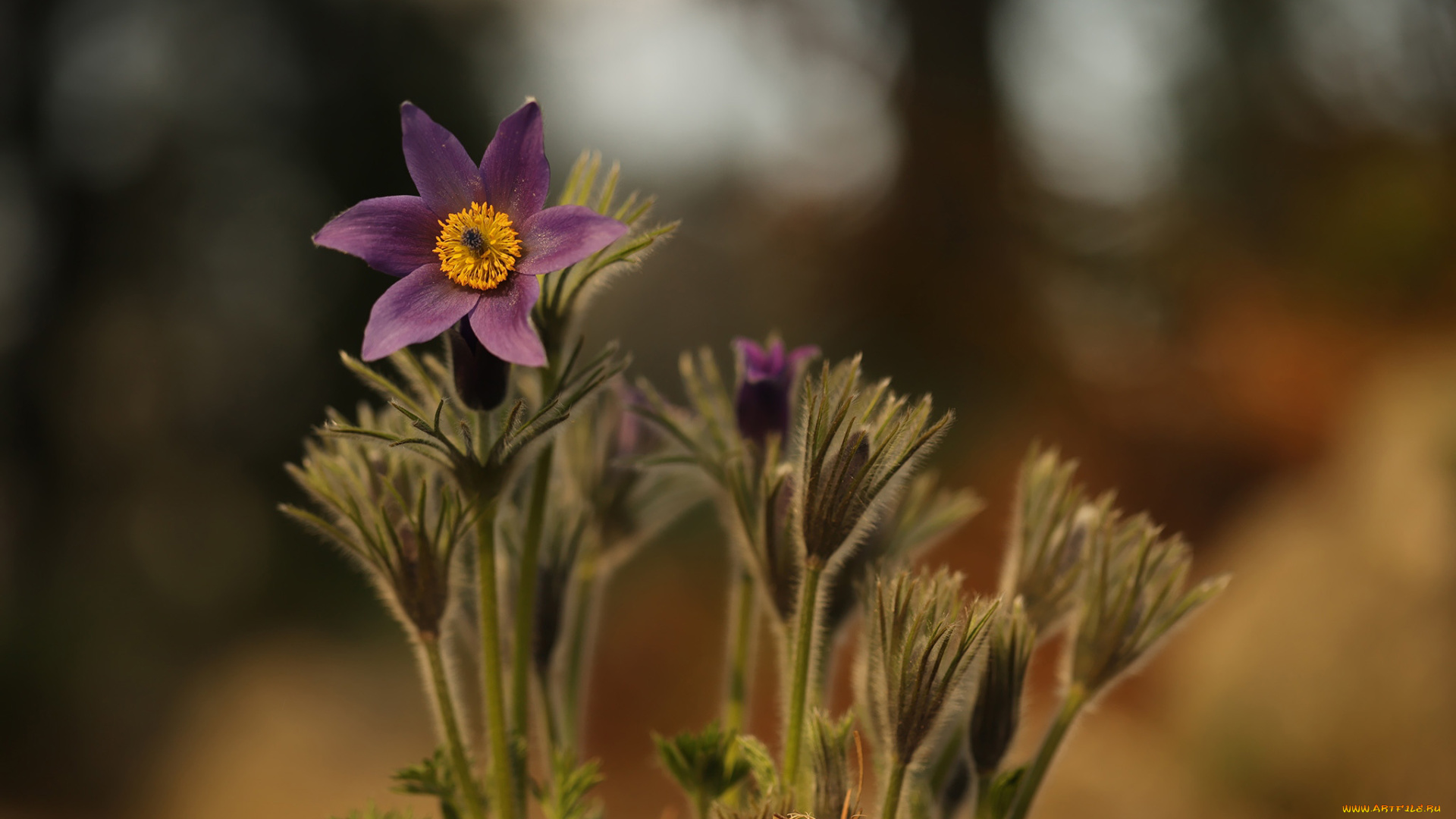 цветы, анемоны, , сон-трава, первоцветы, сон-трава, весна