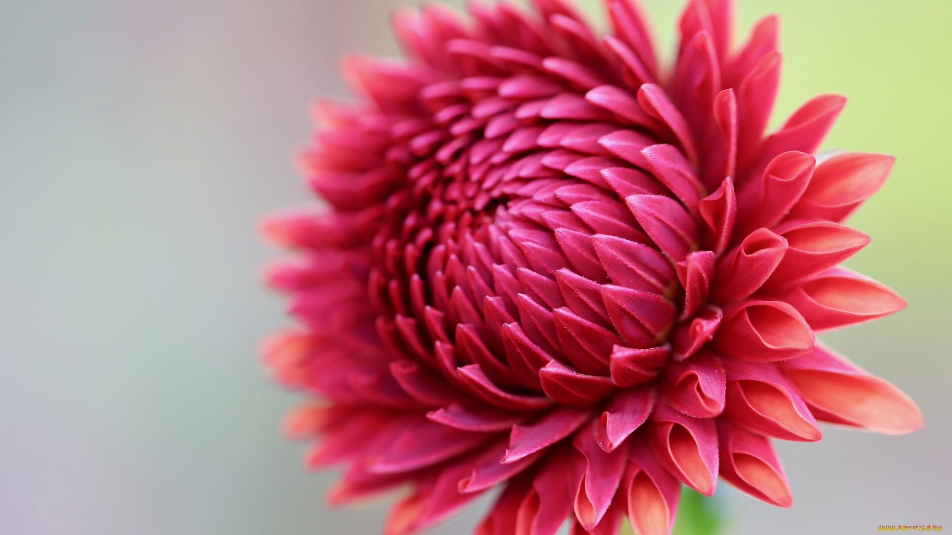 цветы, георгины, георгин, макро