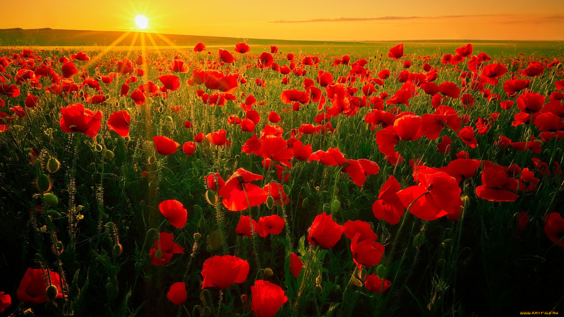 цветы, маки, закат, луг, алые