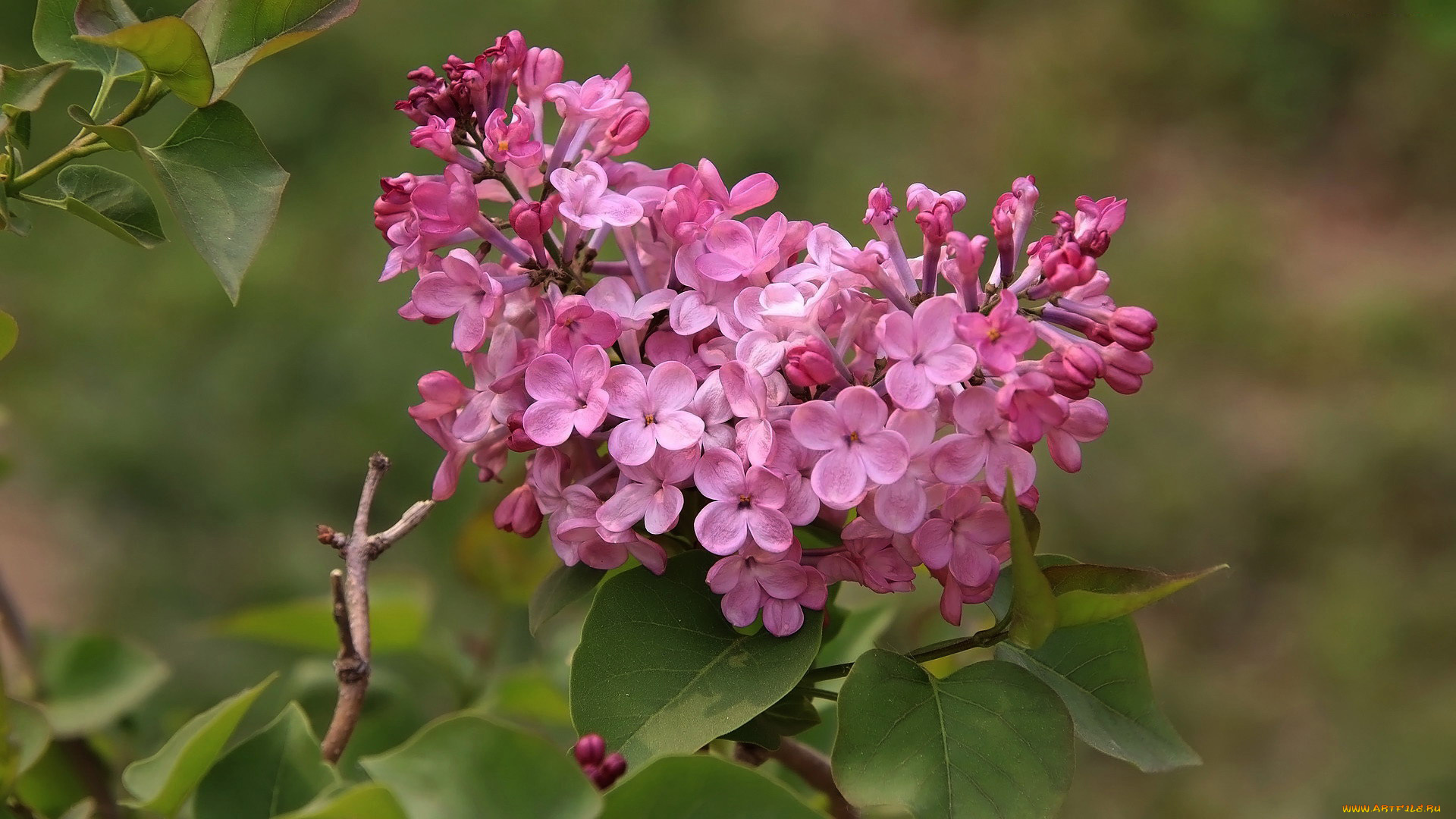цветы, сирень, цветущая, весна