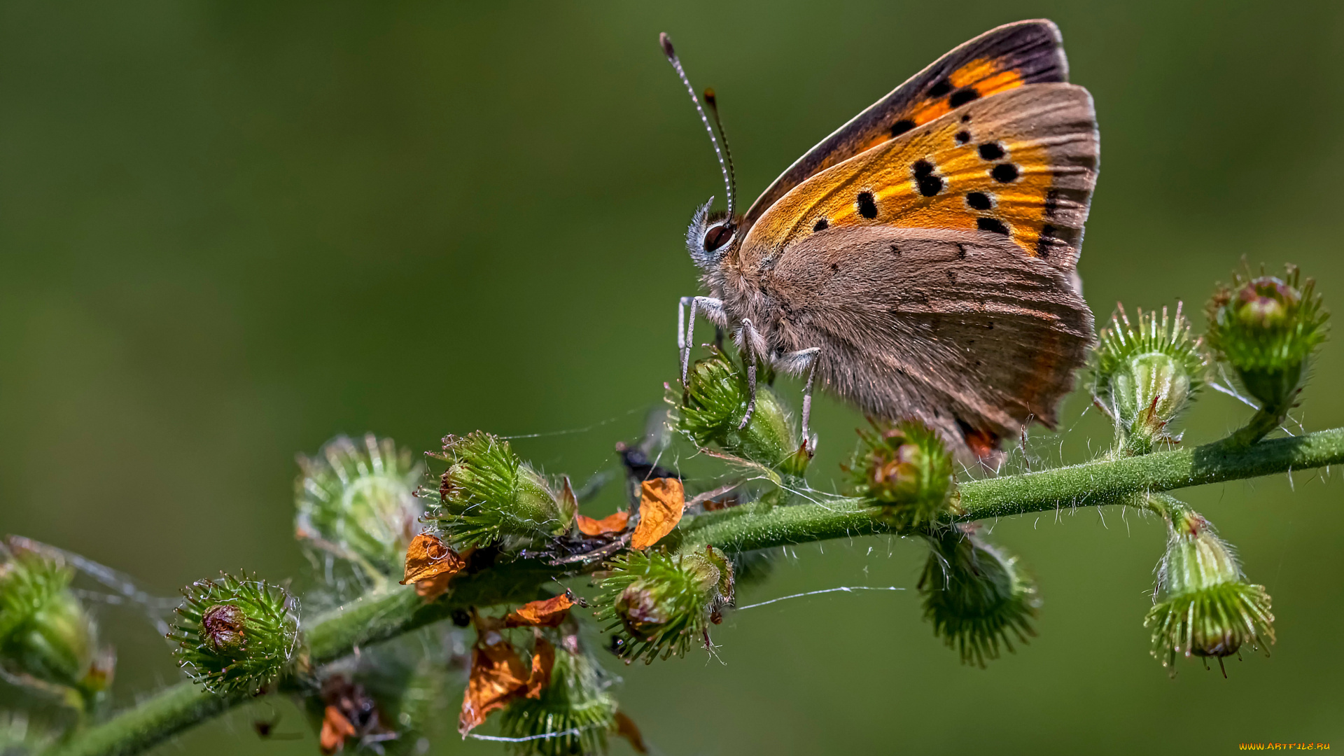 животные, бабочки, , мотыльки, , моли, бабочка, насекомое, червонец, непарный