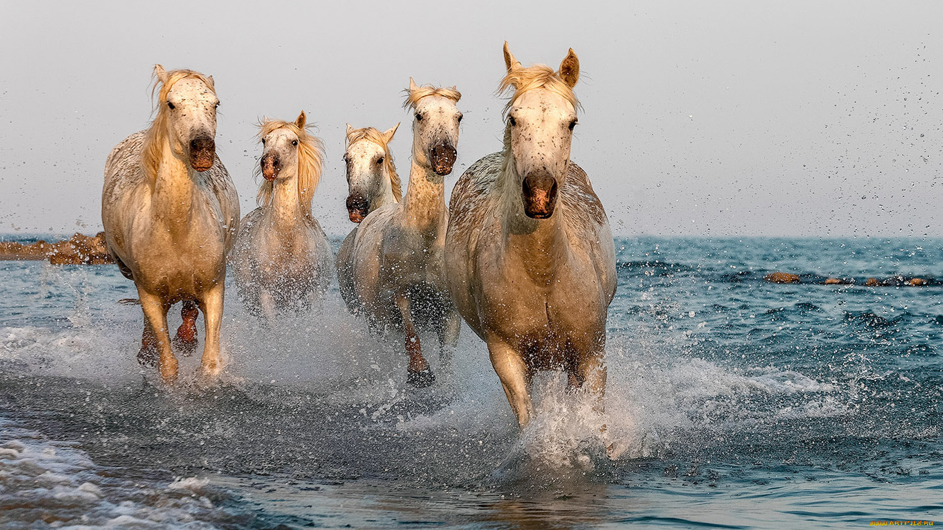 животные, лошади, белые, море, брызги