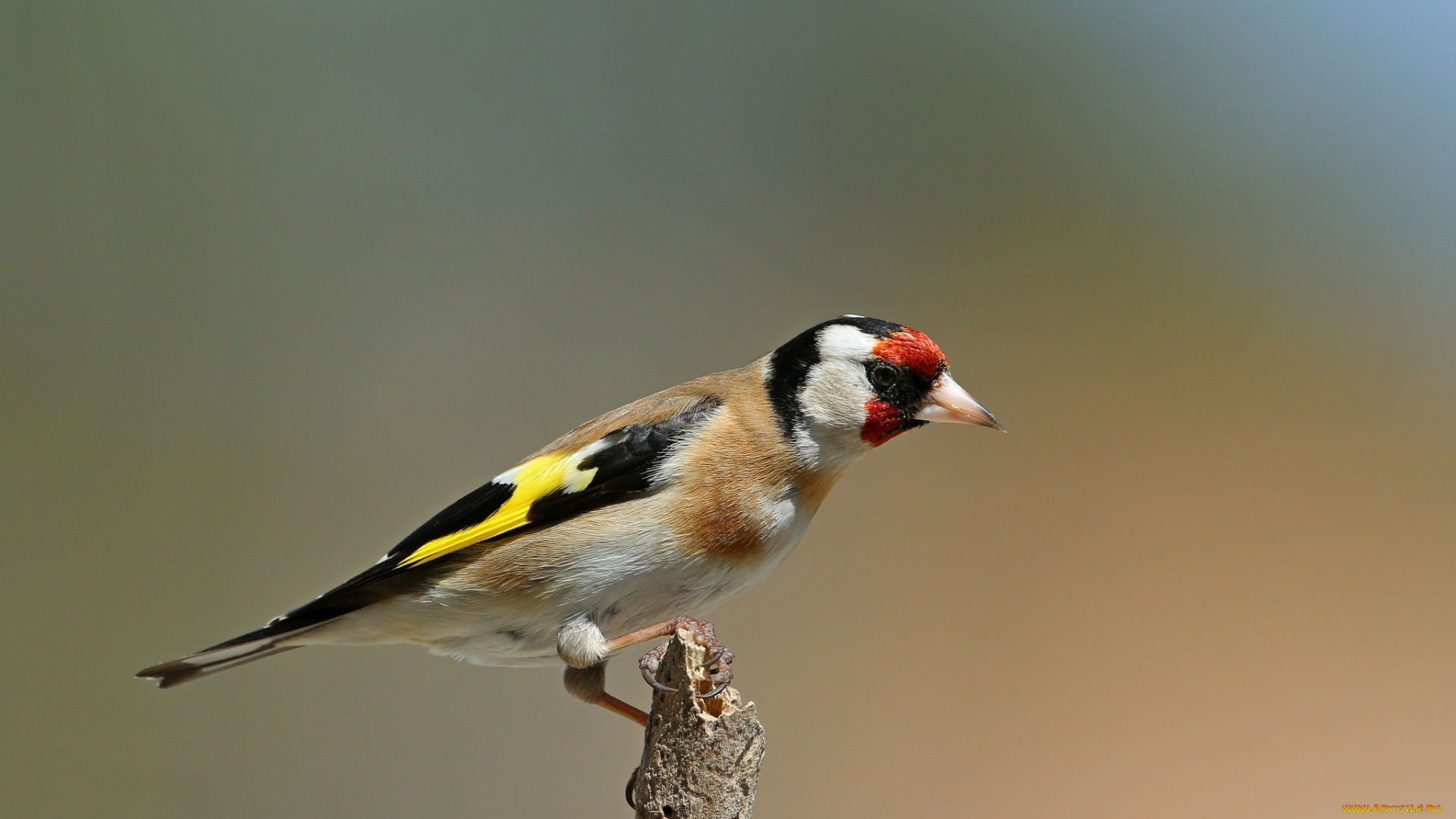 животные, щеглы, , чижи, птица, ветка, черноголовый, щегол