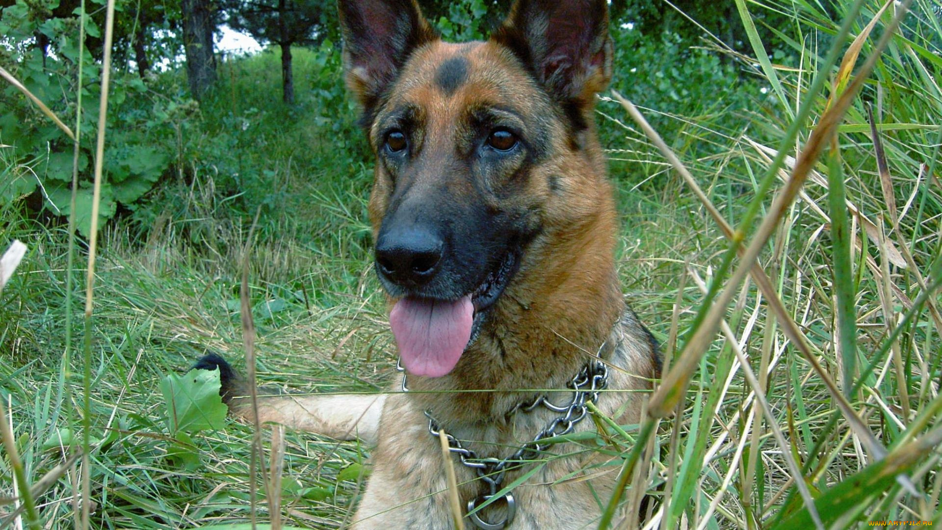 животные, собаки, собака, овчарка, трава