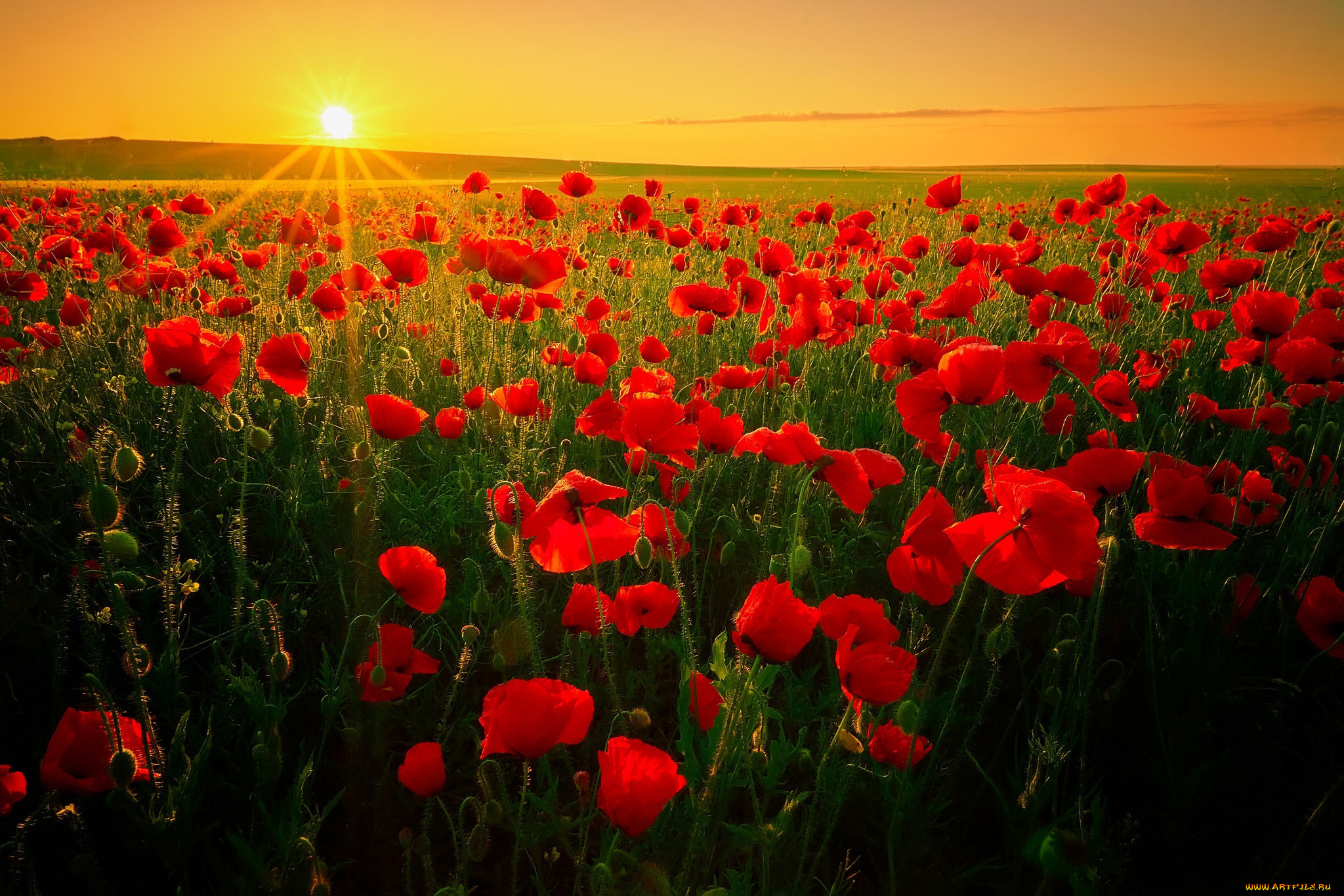 цветы, маки, закат, луг, алые