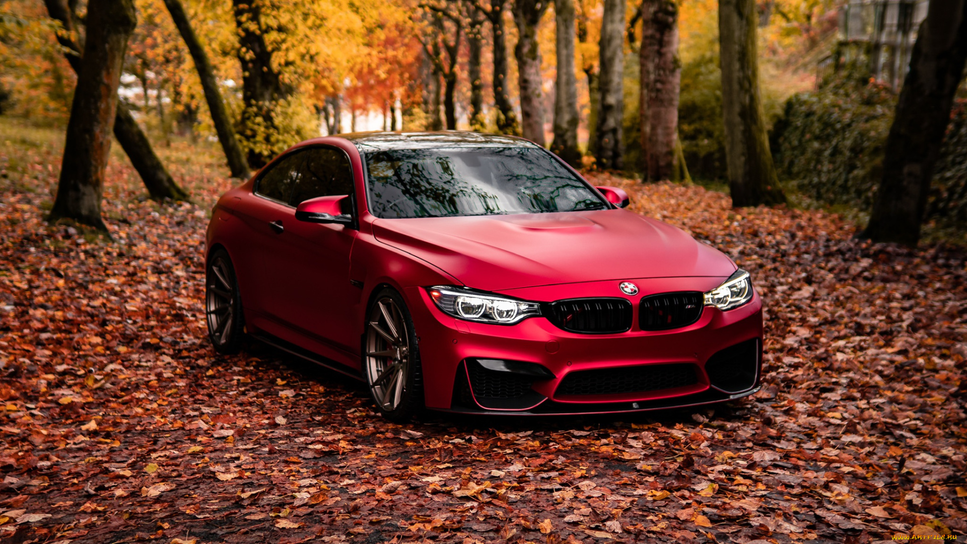 автомобили, bmw, red, autumn, f82, m4