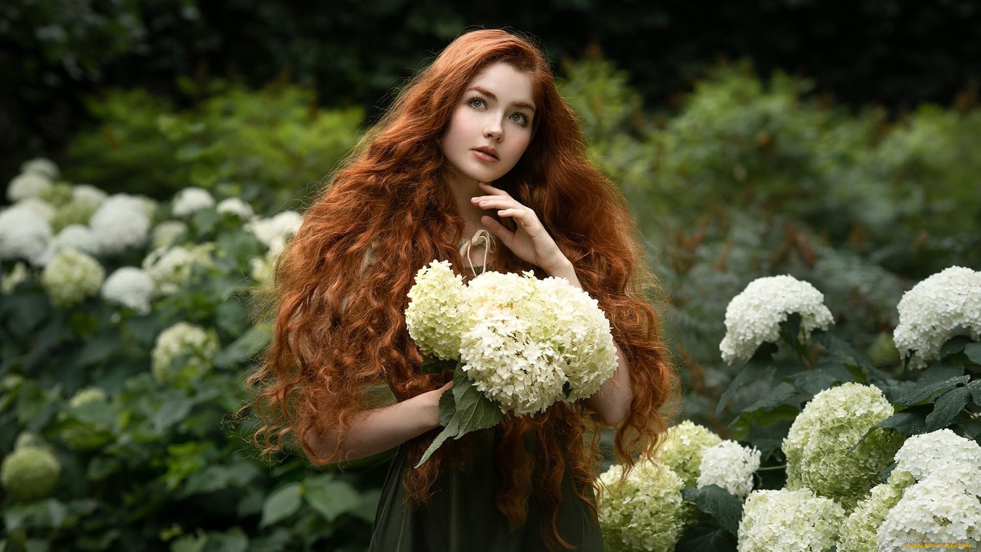 девушки, -, рыжеволосые, и, разноцветные, длинные, рыжие, волосы, локоны, цветник, гортензия, белая