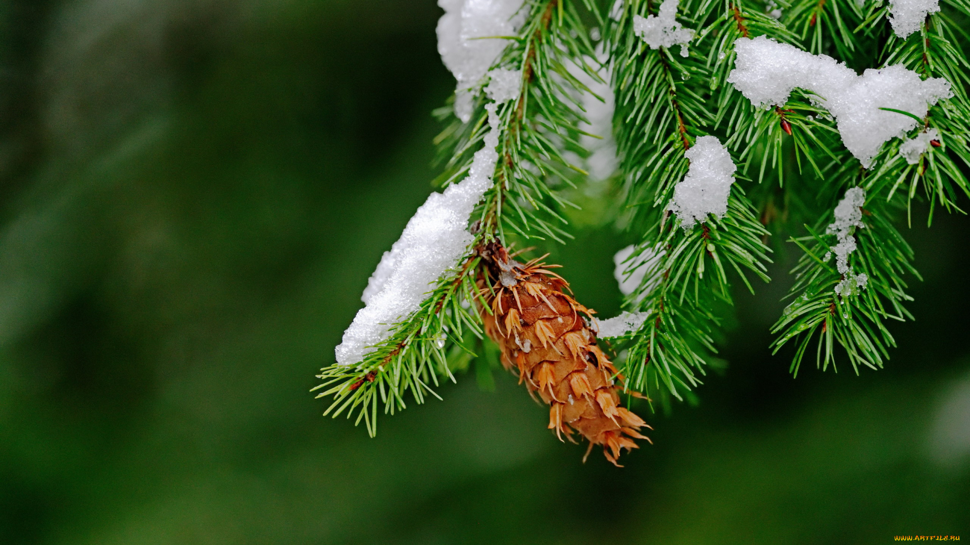 природа, шишки, , жёлуди, , каштаны