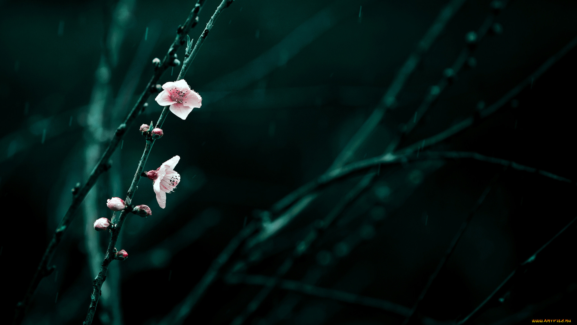 цветы, цветущие, деревья, , , кустарники