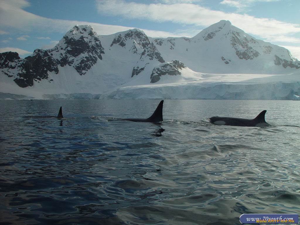 животные, косатки