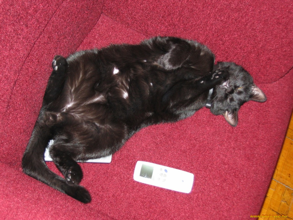 животные, коты