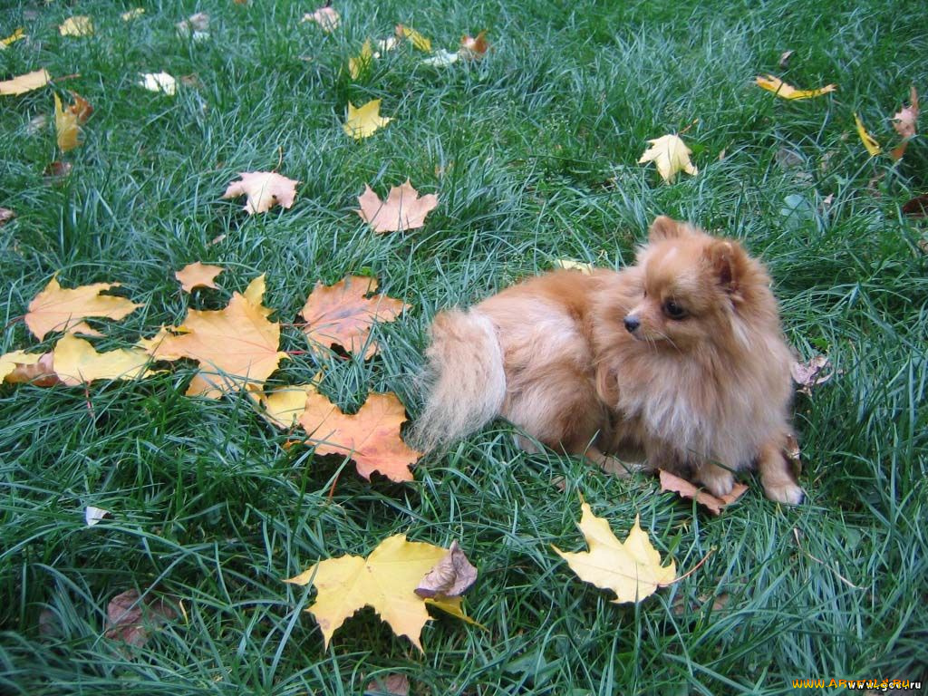 животные, собаки