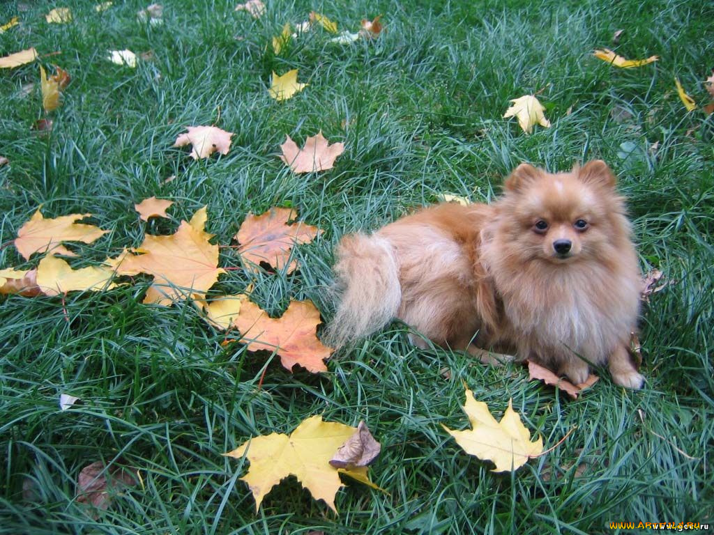 животные, собаки