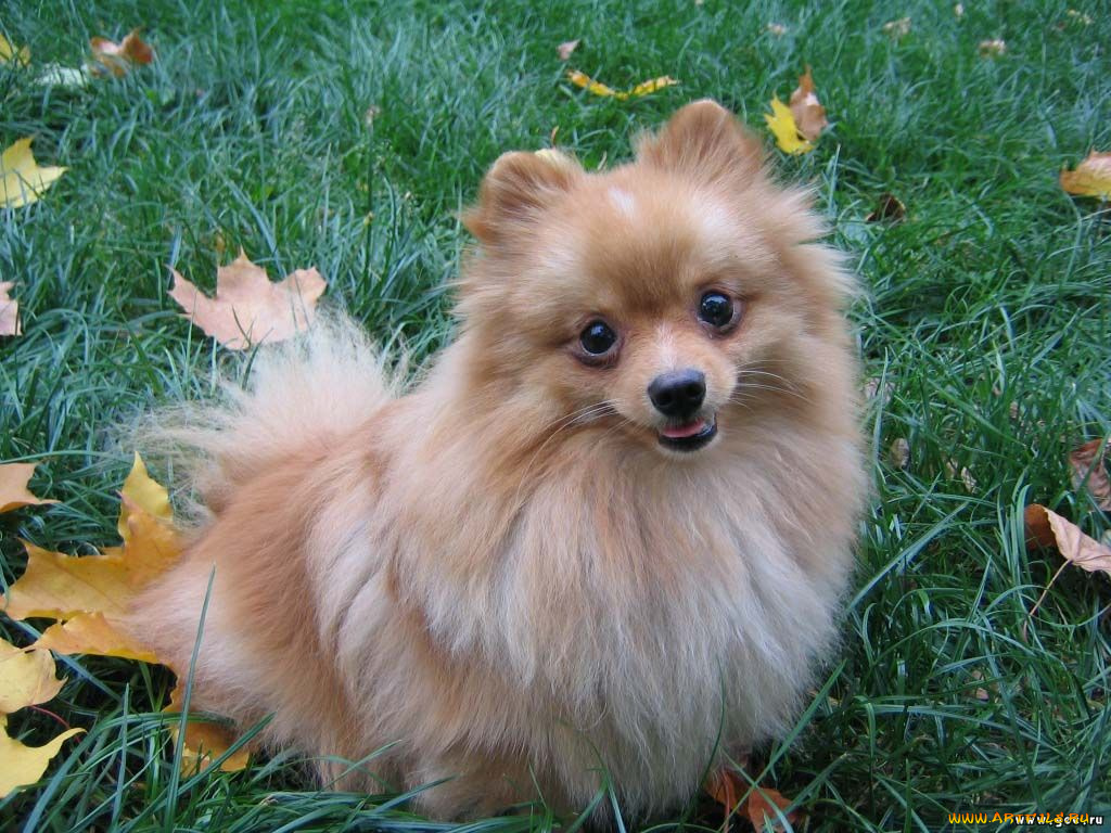 животные, собаки