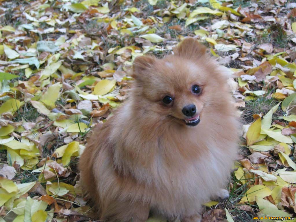 животные, собаки