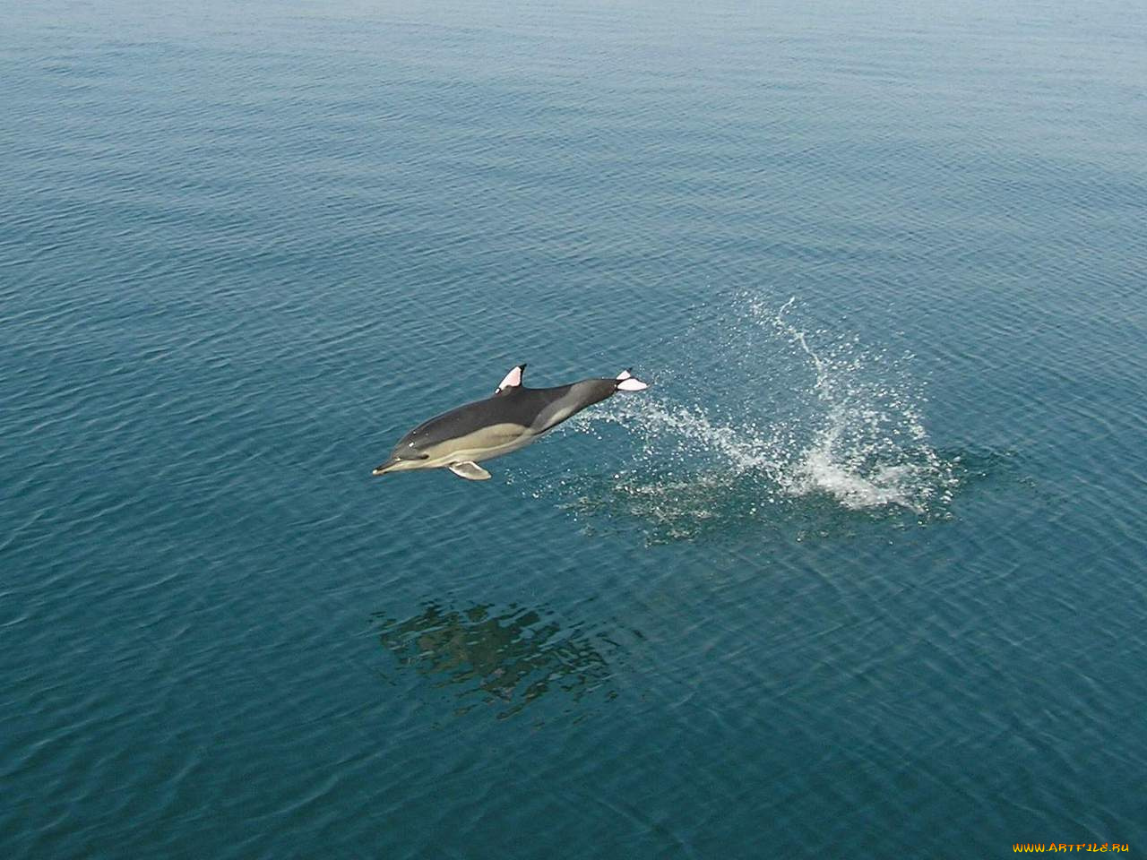 животные, дельфины