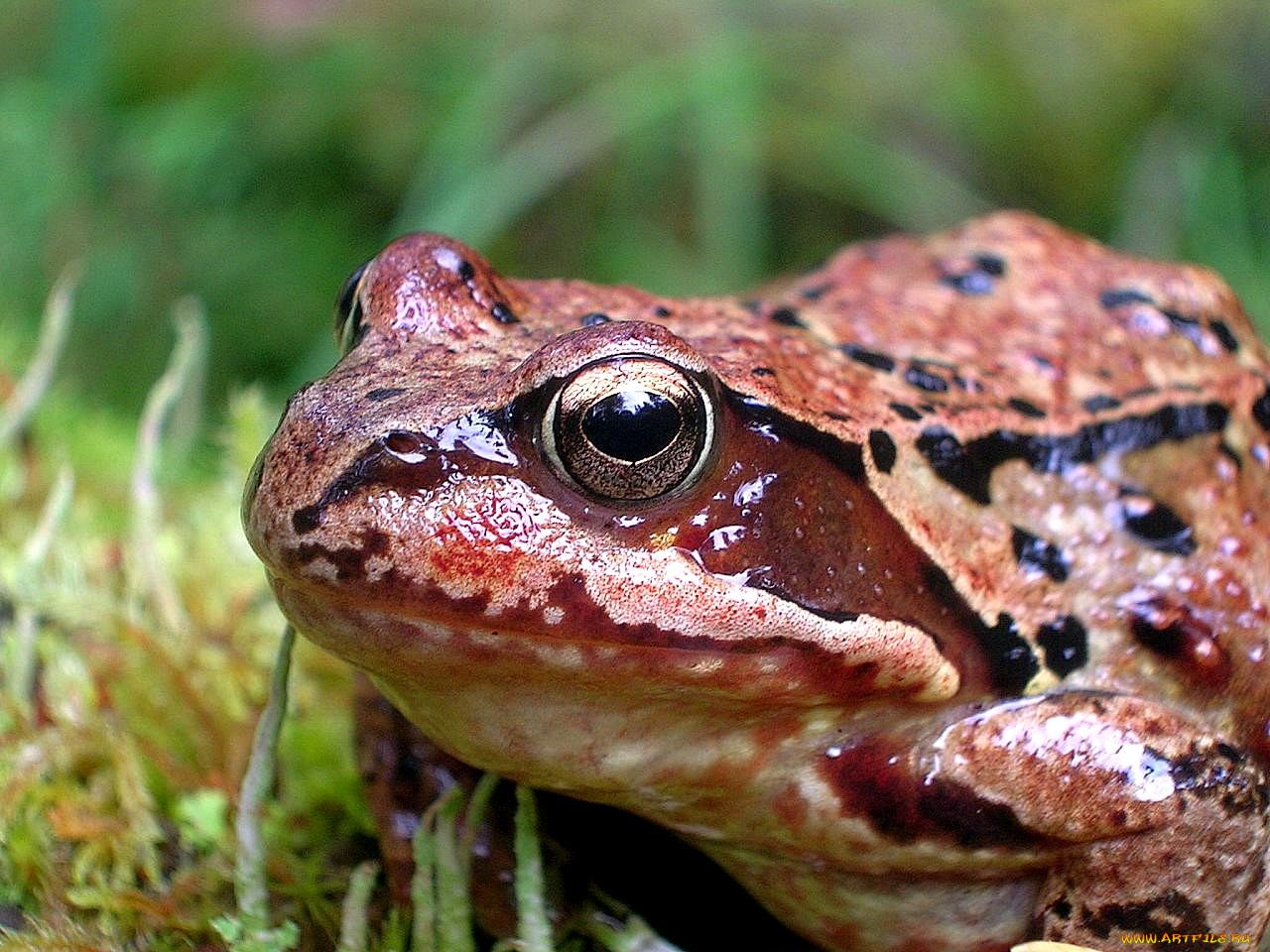 животные, лягушки