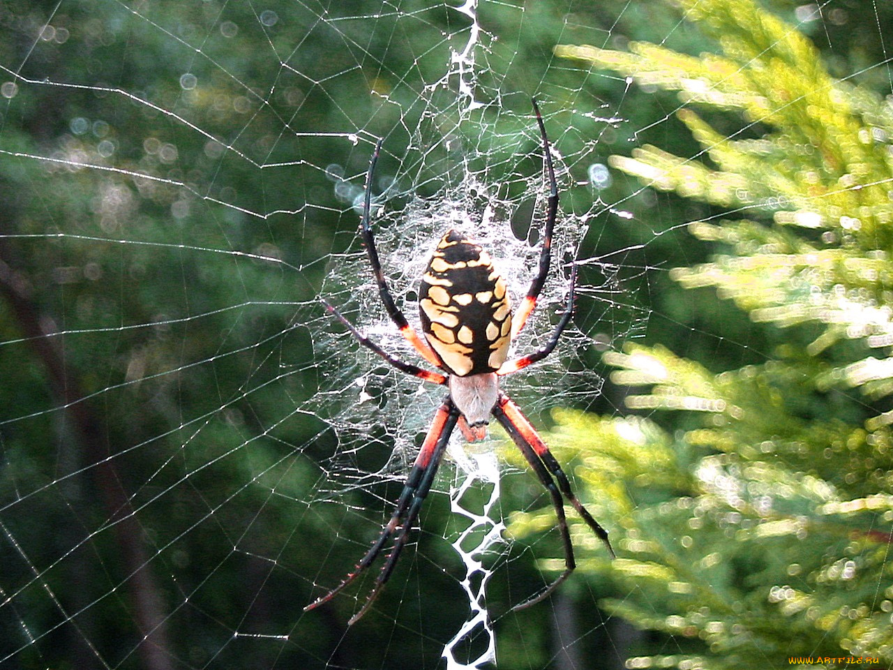 животные, пауки