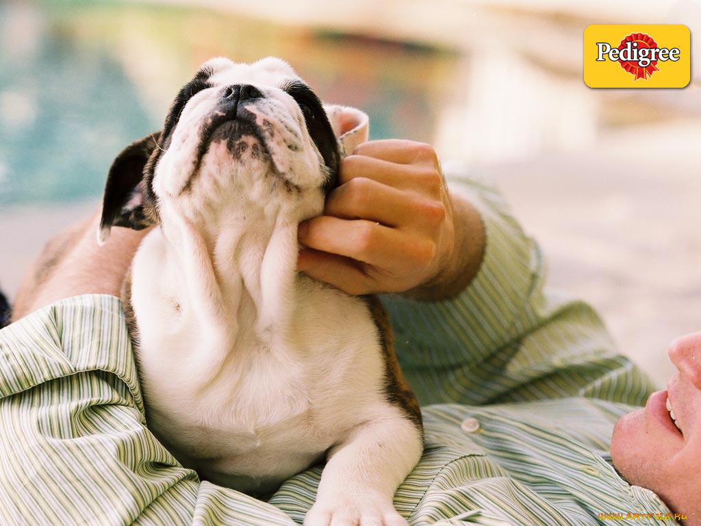 бренды, pedigree