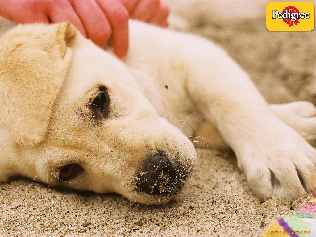 бренды, pedigree