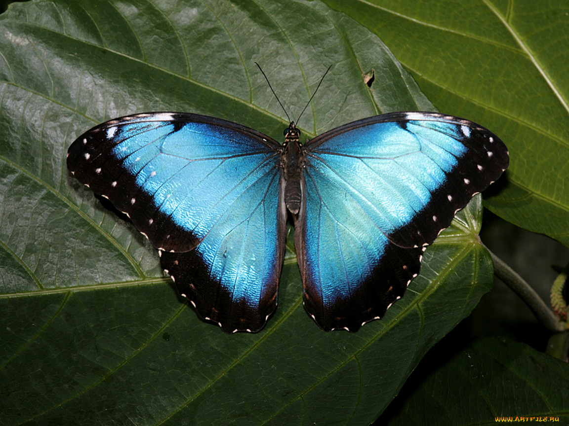 животные, бабочки