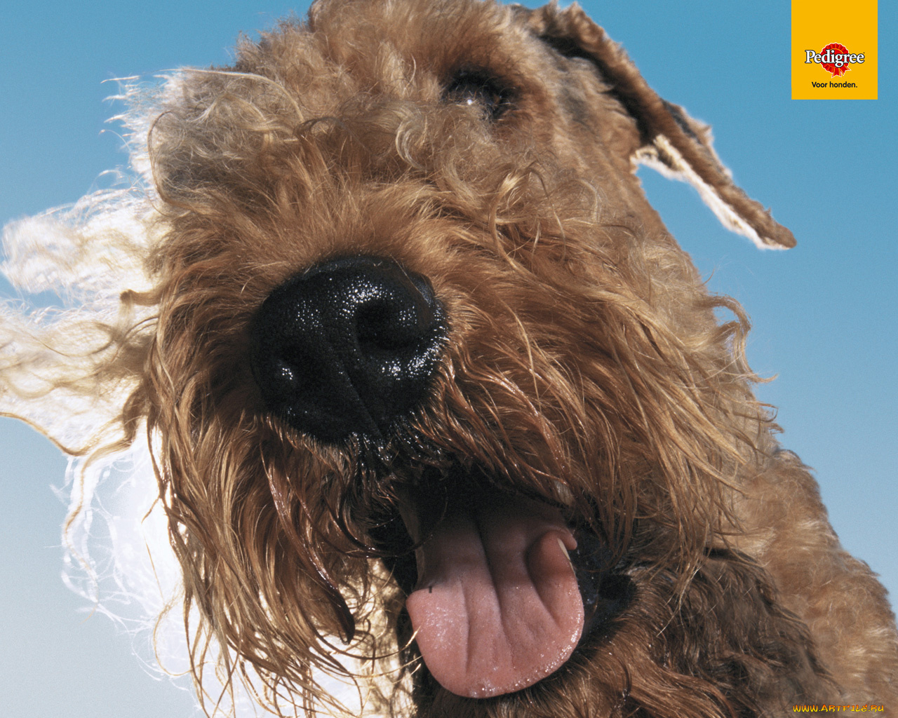 бренды, pedigree