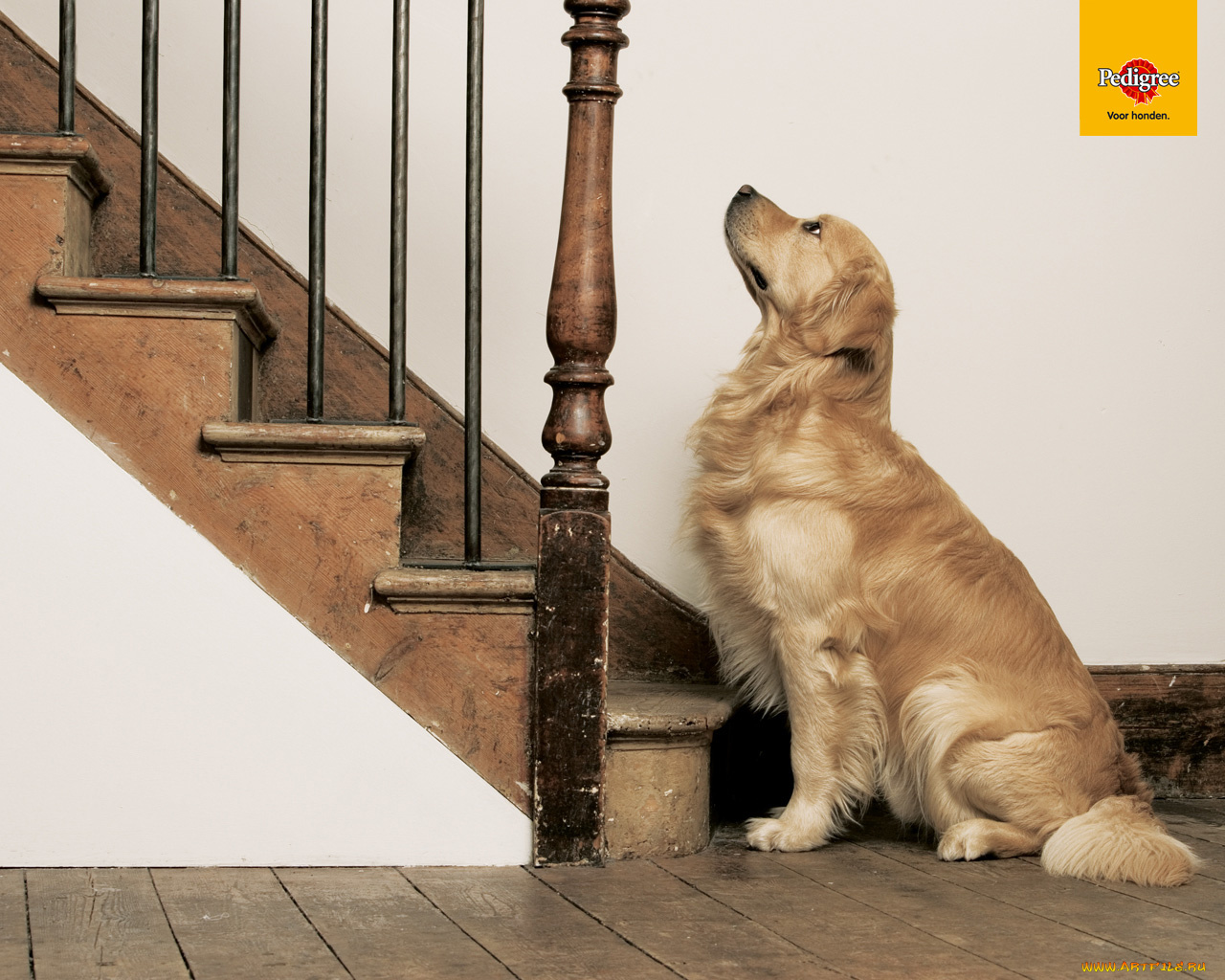 бренды, pedigree