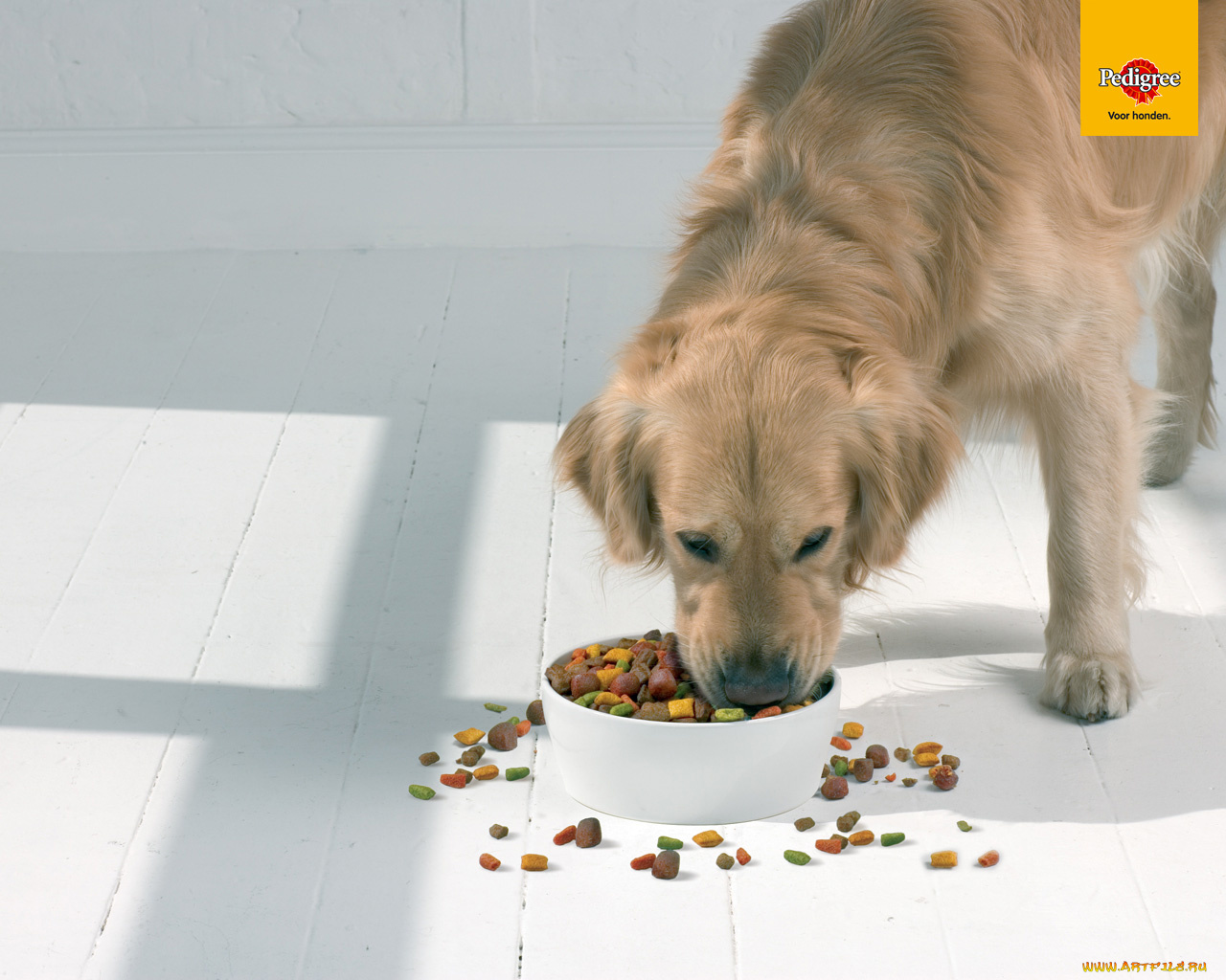 бренды, pedigree