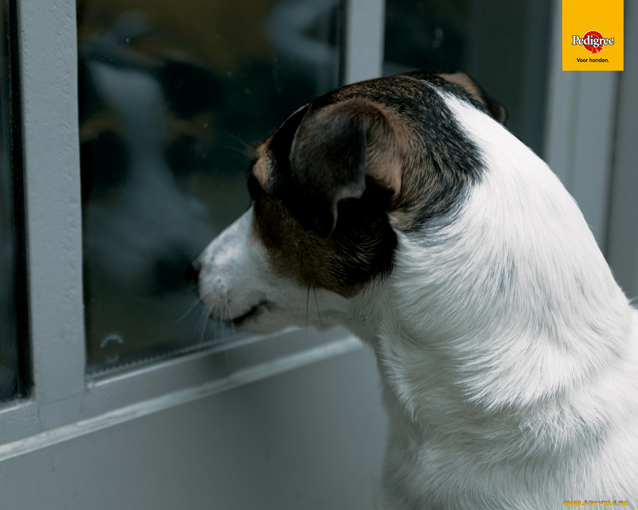 бренды, pedigree