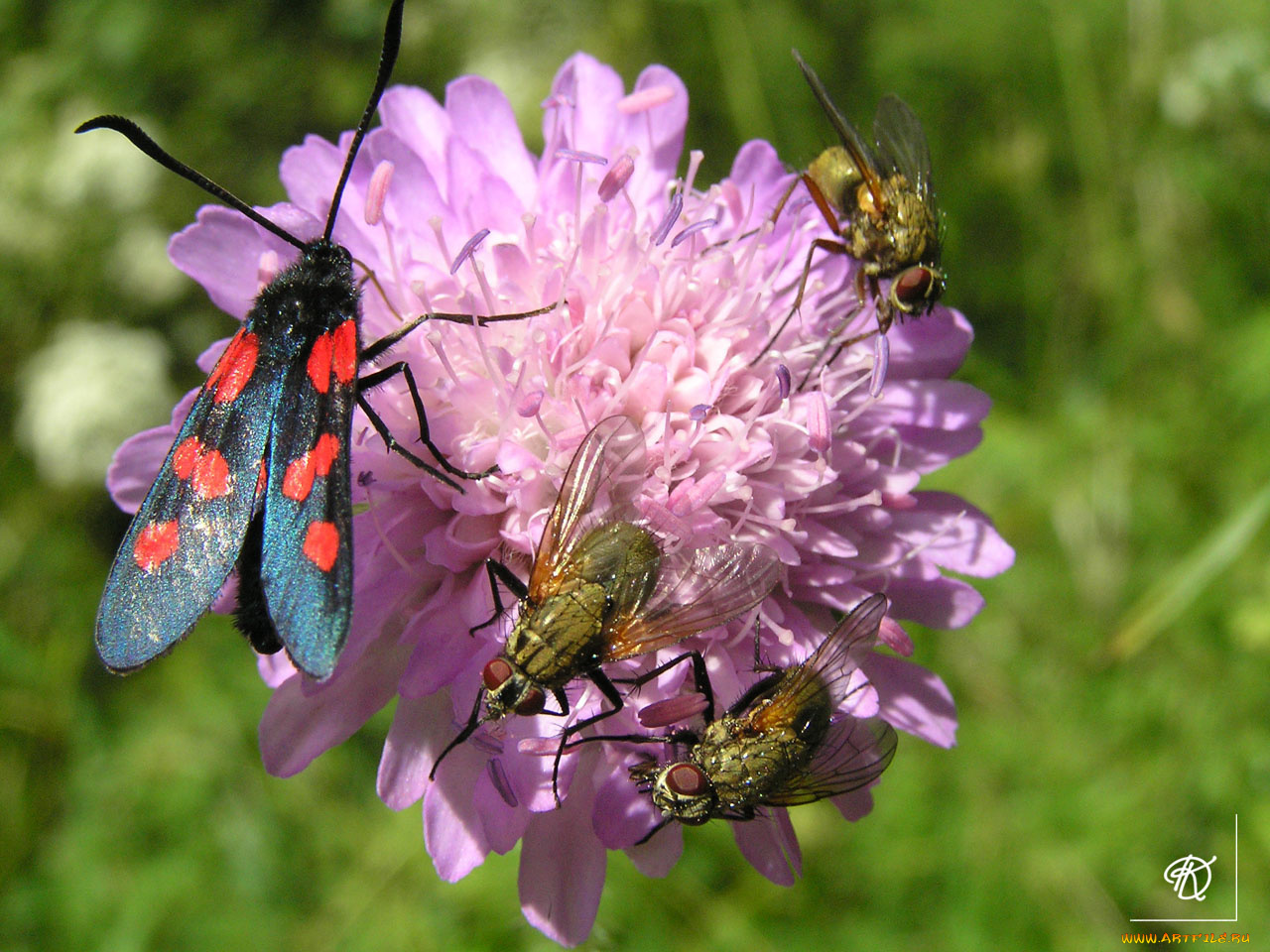 бммм, животные, насекомые