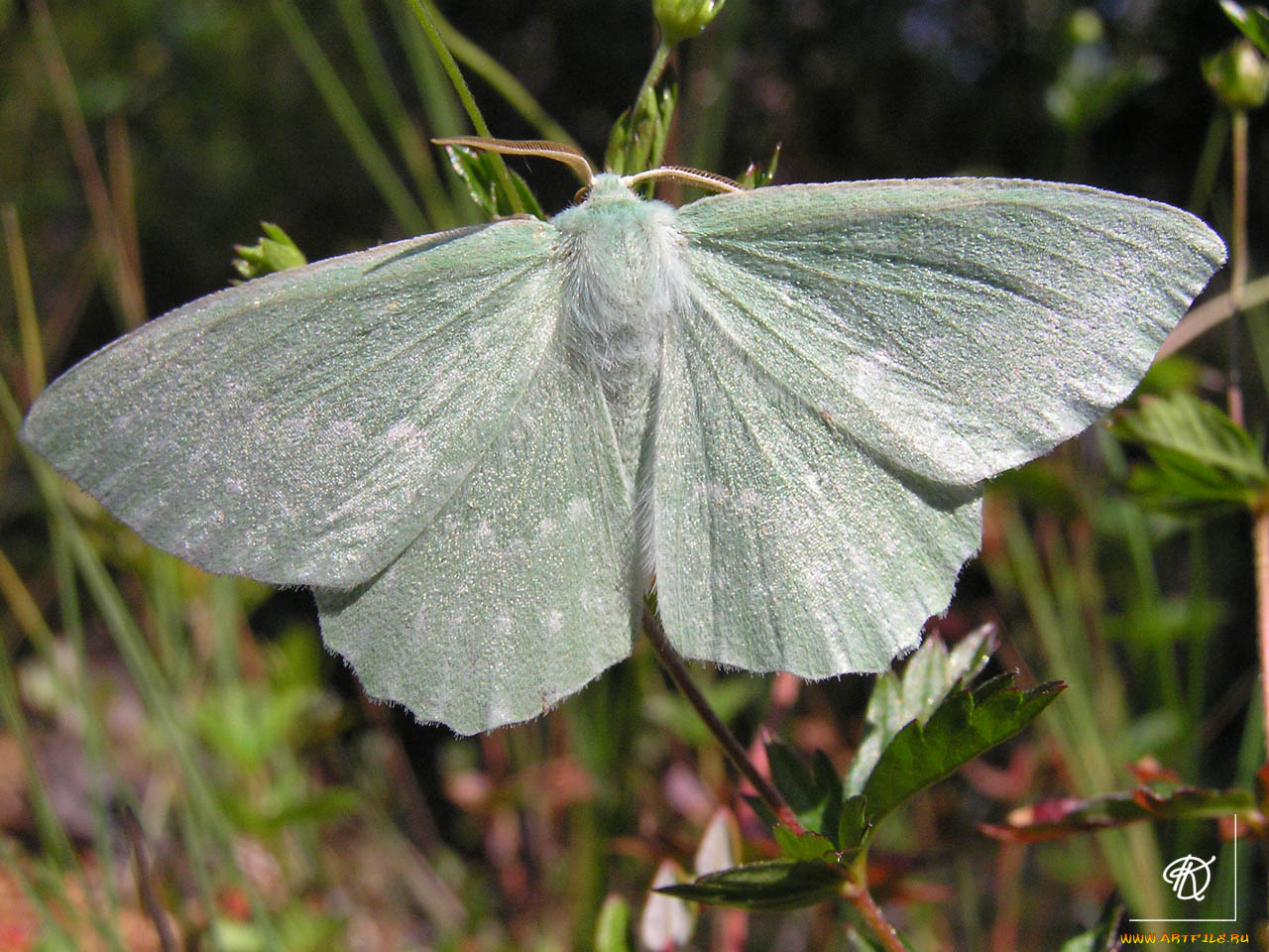 животные, бабочки