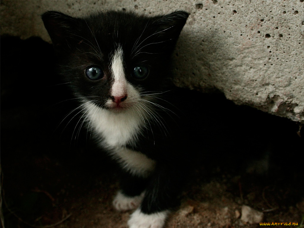 животные, коты