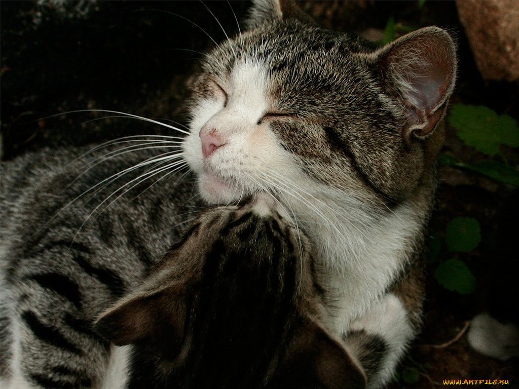 животные, коты