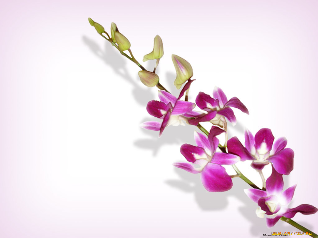 цветы, орхидеи