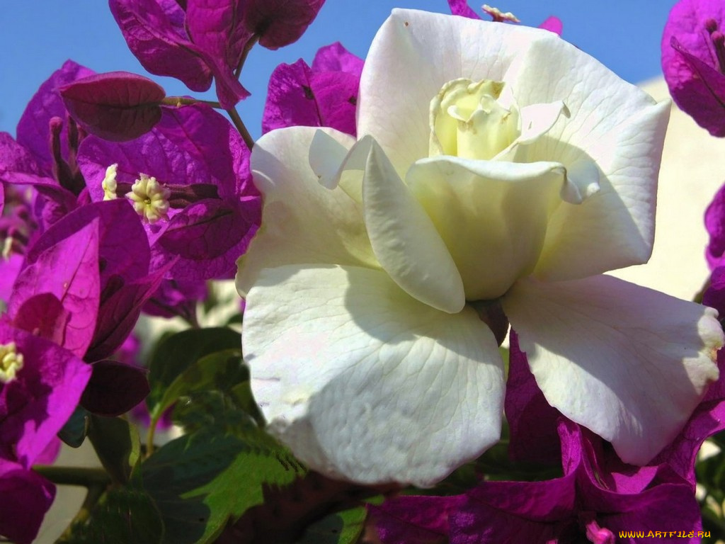 цветы, разные, вместе